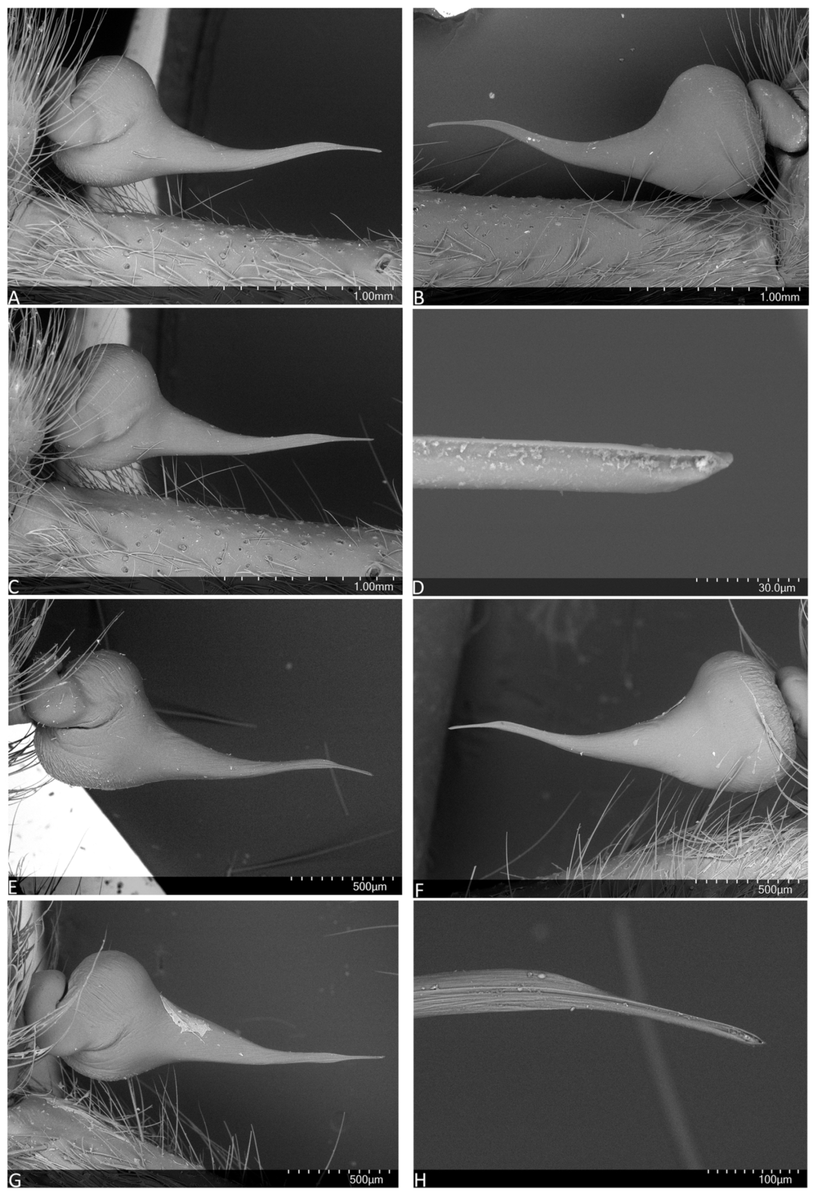 Arthropoda 01 00010 g005 550