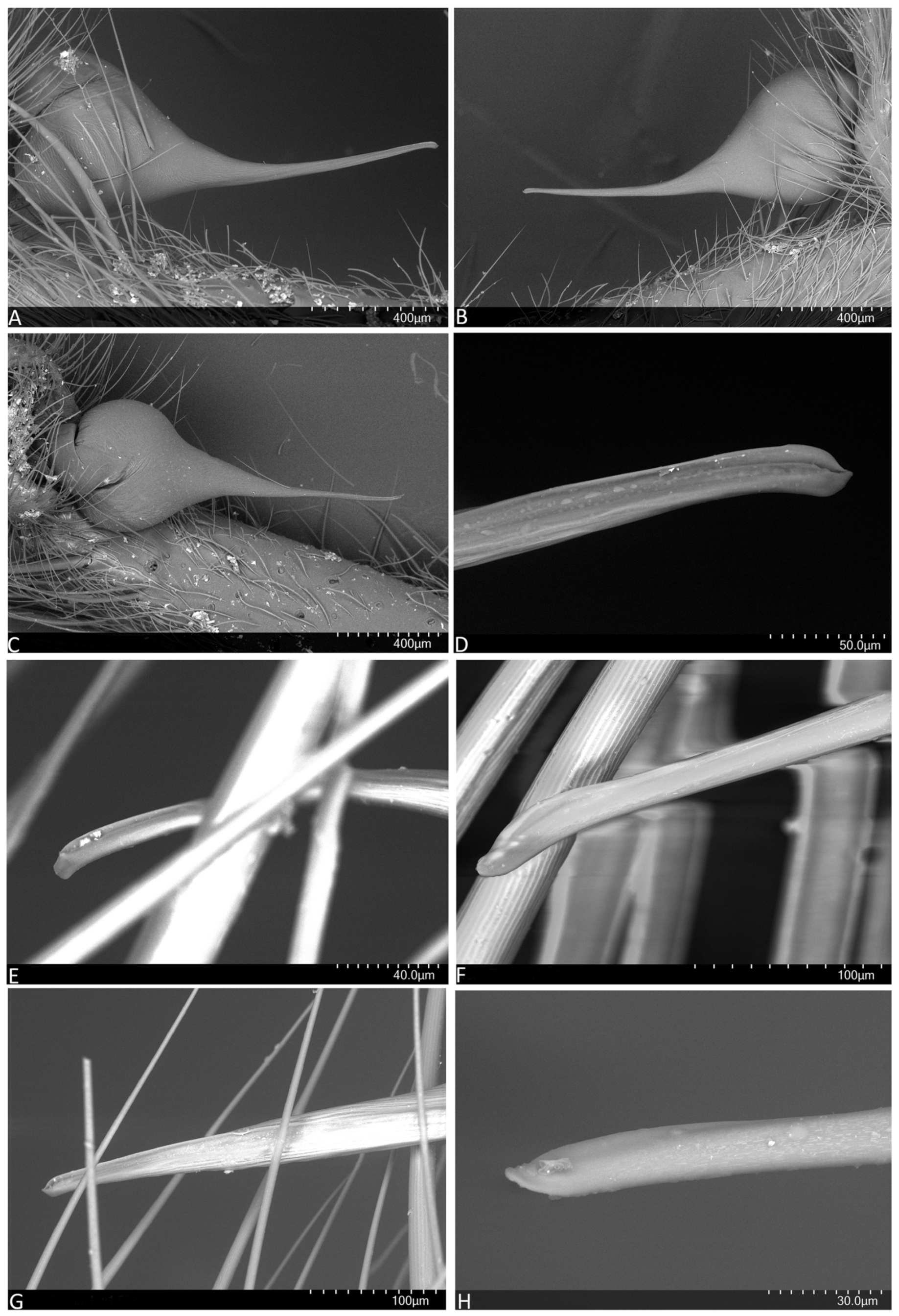 Arthropoda 01 00010 g006 550