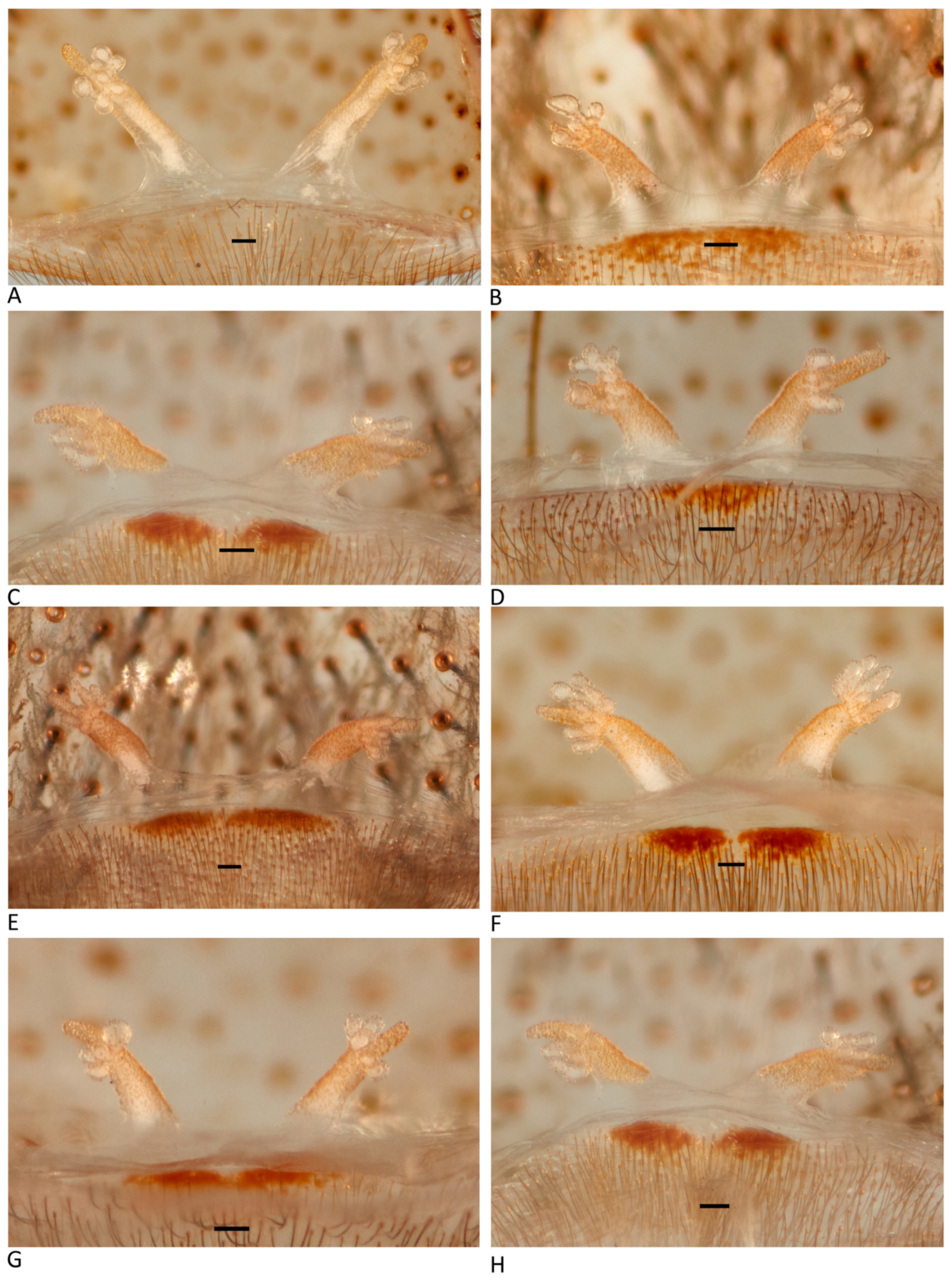 Arthropoda 01 00010 g010 550