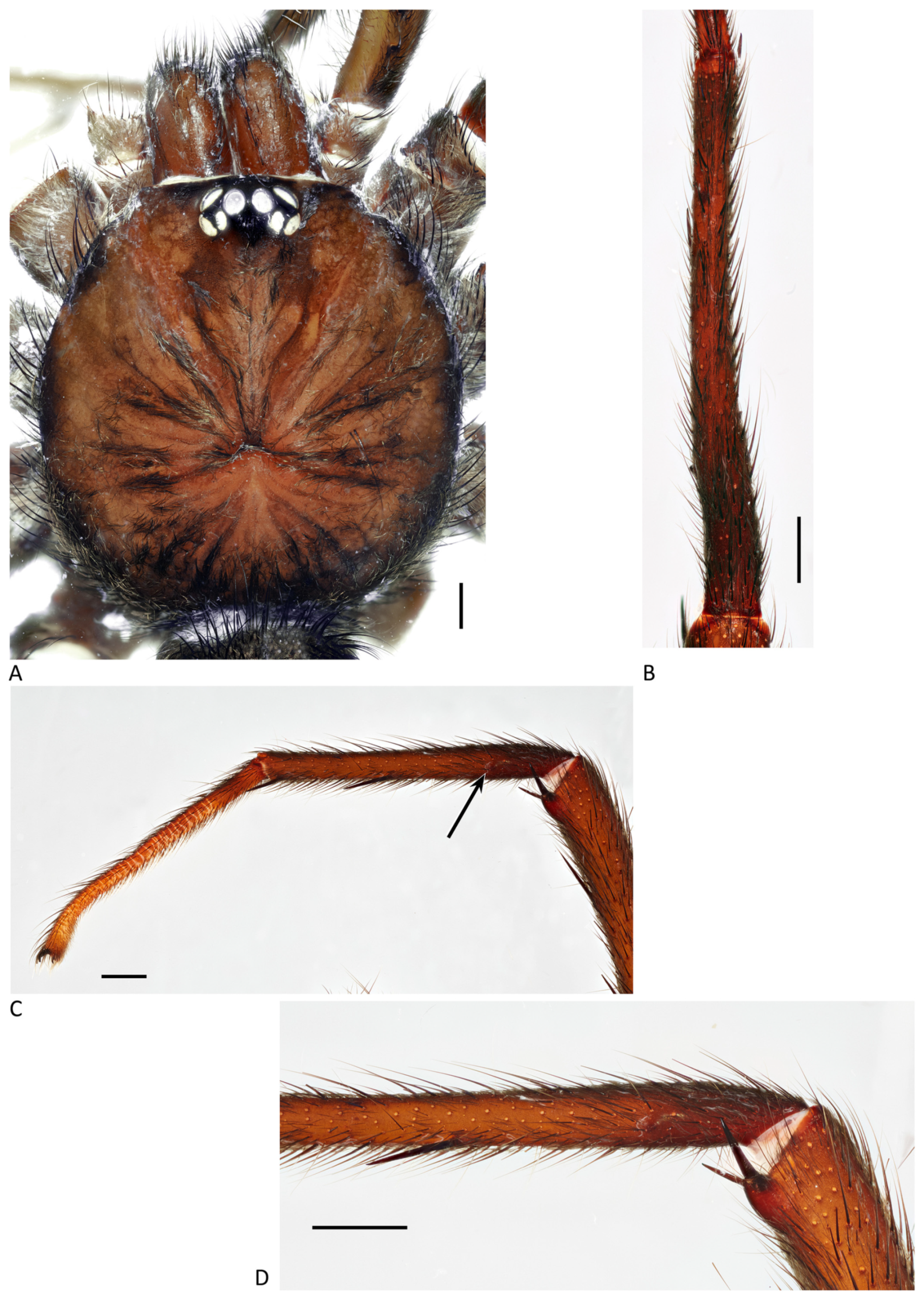 Arthropoda 01 00010 g012 550