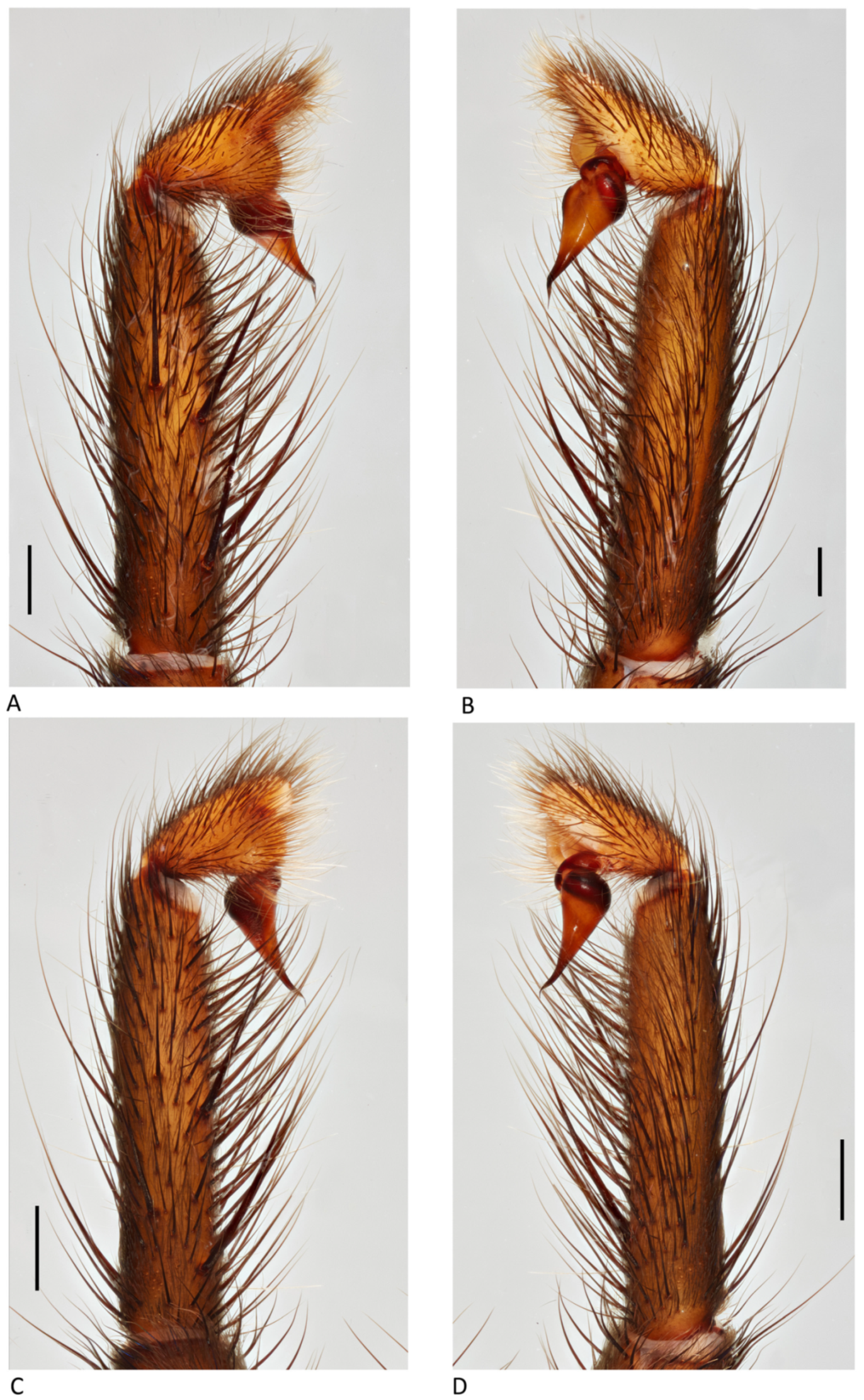Arthropoda 01 00010 g013 550