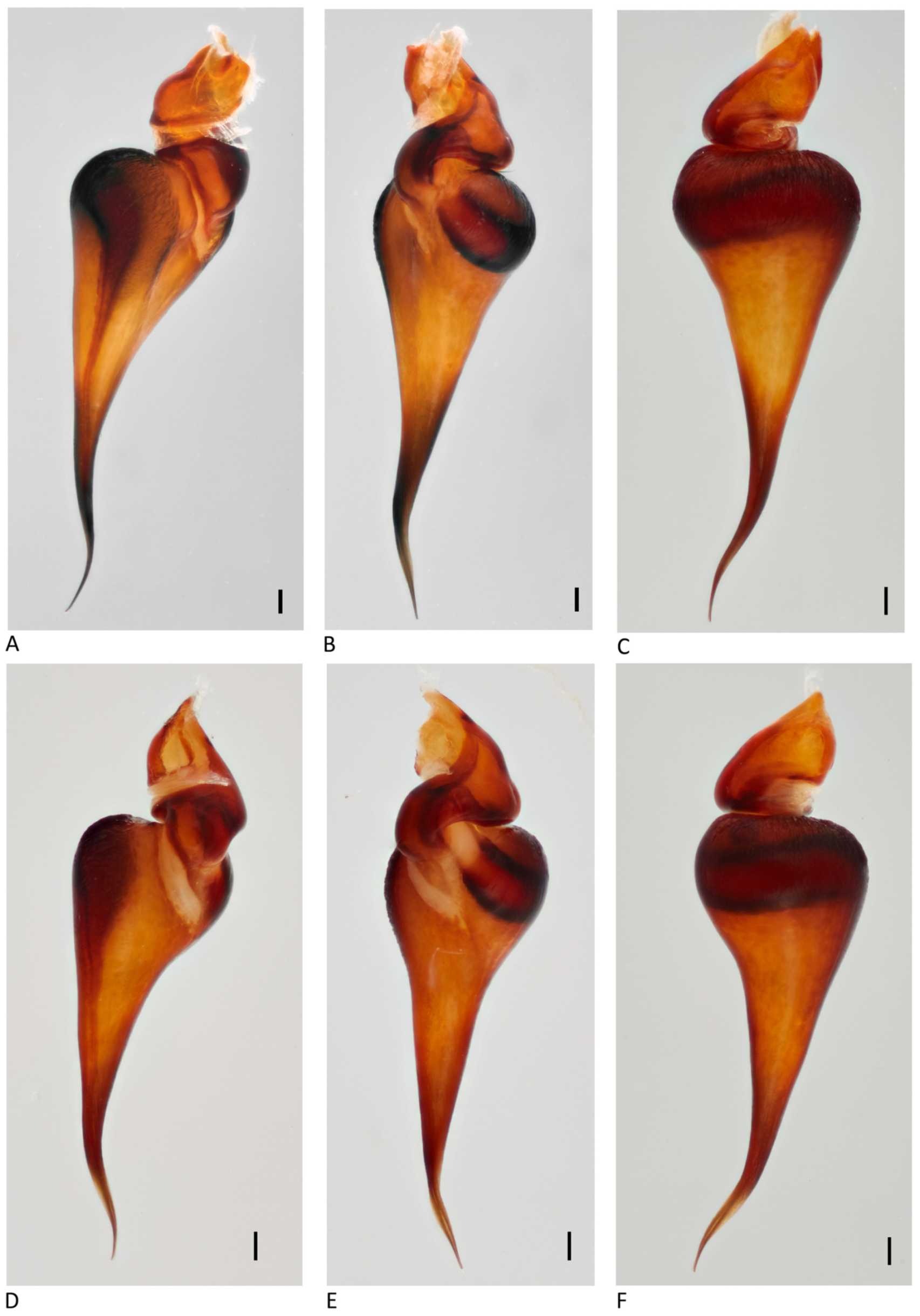 Arthropoda 01 00010 g014 550