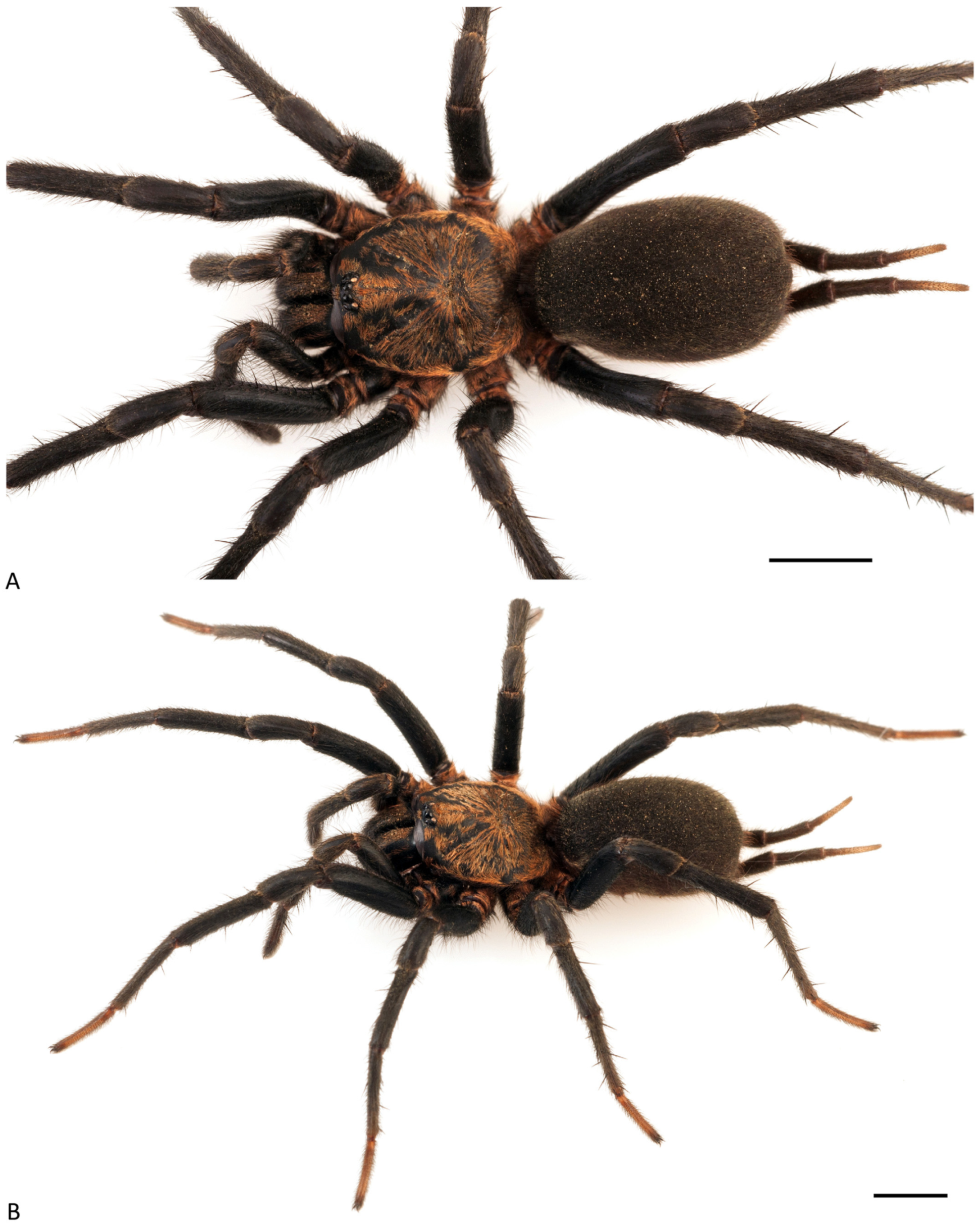 Arthropoda 01 00010 g015 550