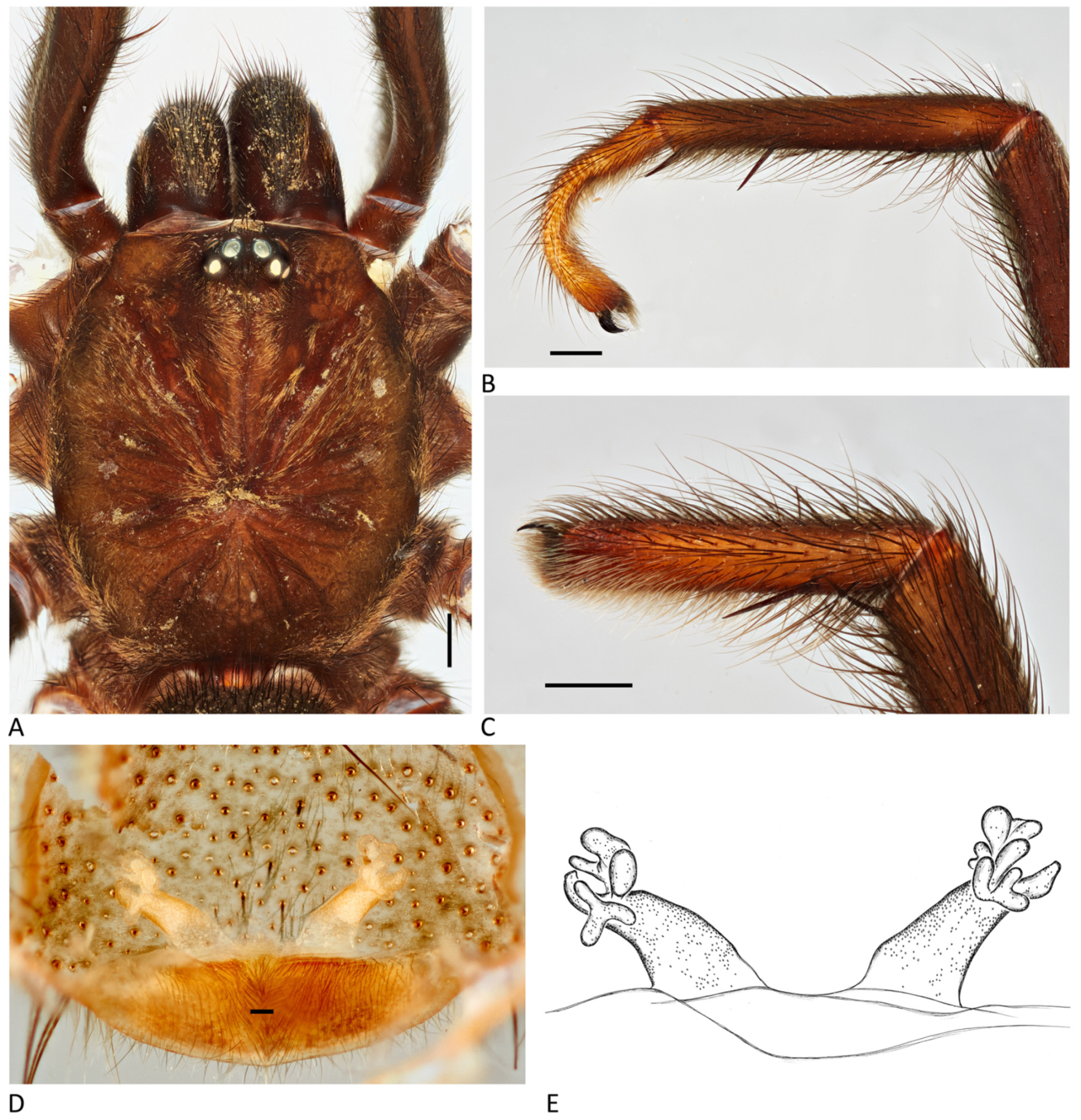 Arthropoda 01 00010 g016 550