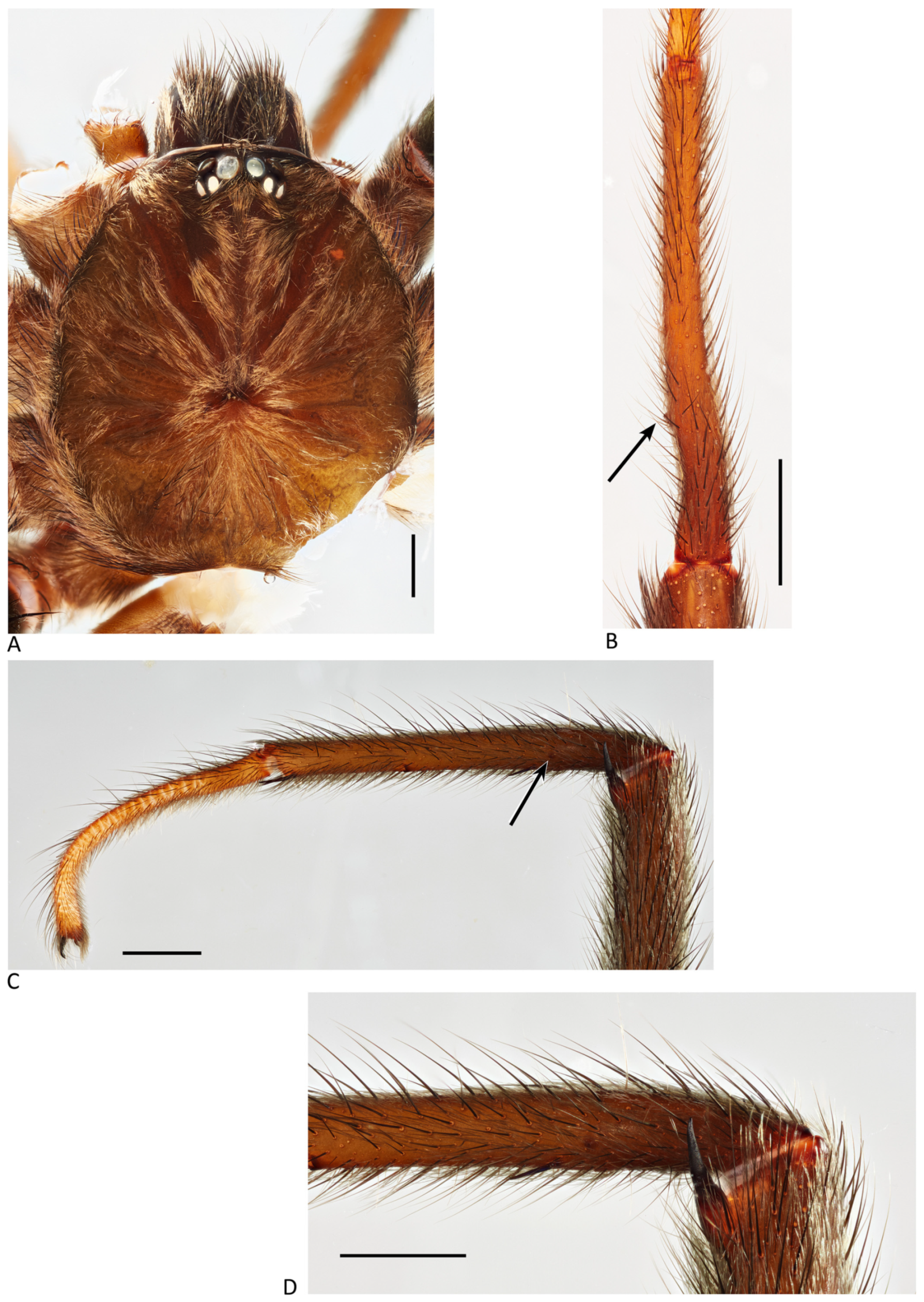 Arthropoda 01 00010 g019 550