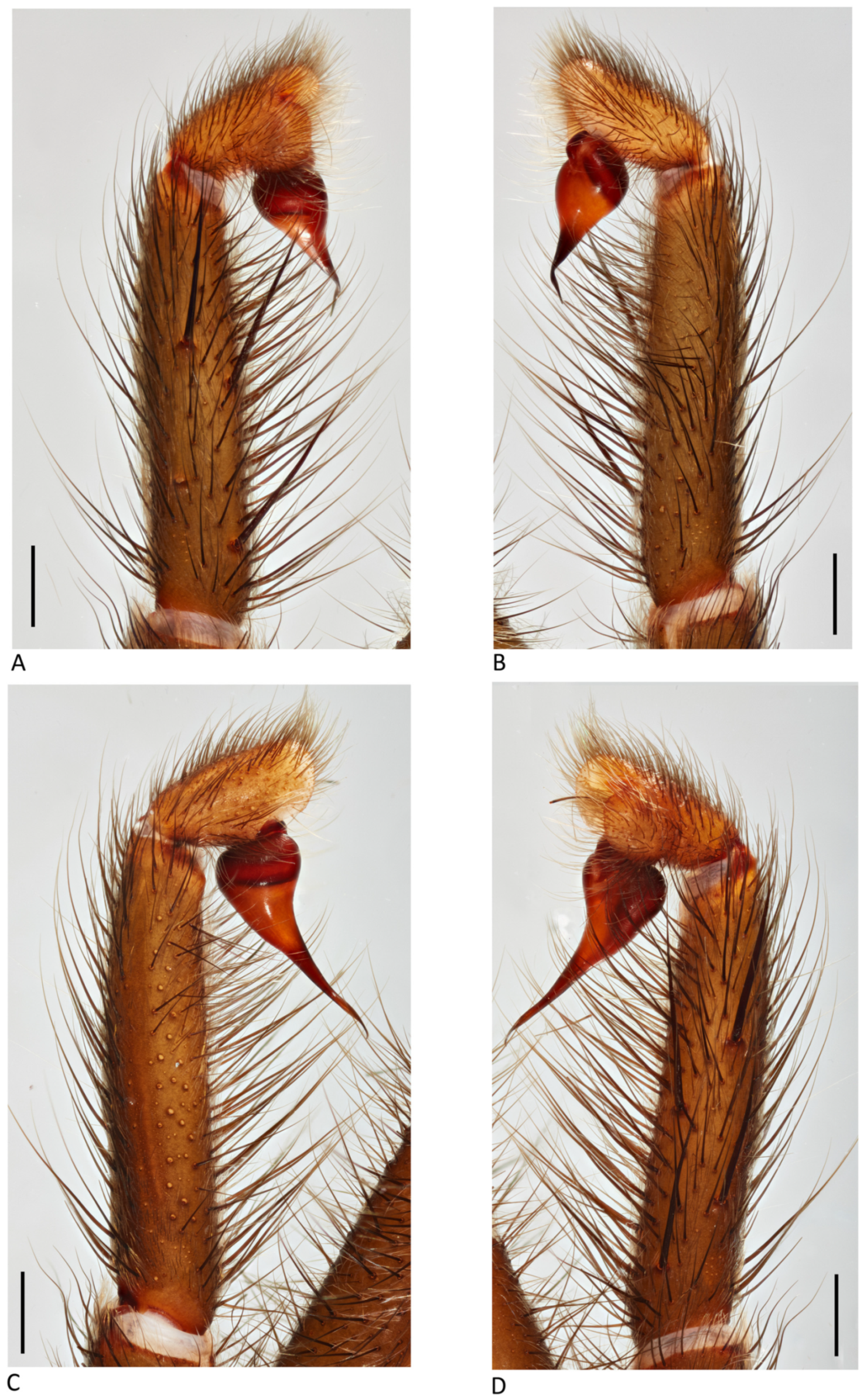 Arthropoda 01 00010 g020 550