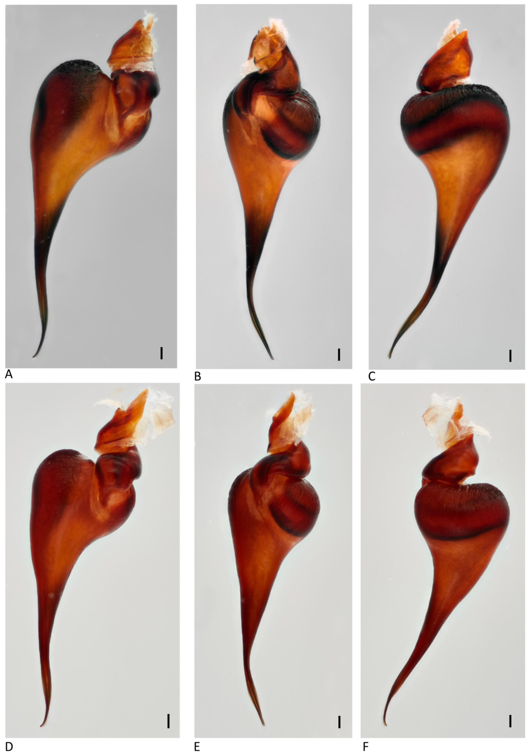 Arthropoda 01 00010 g021 550