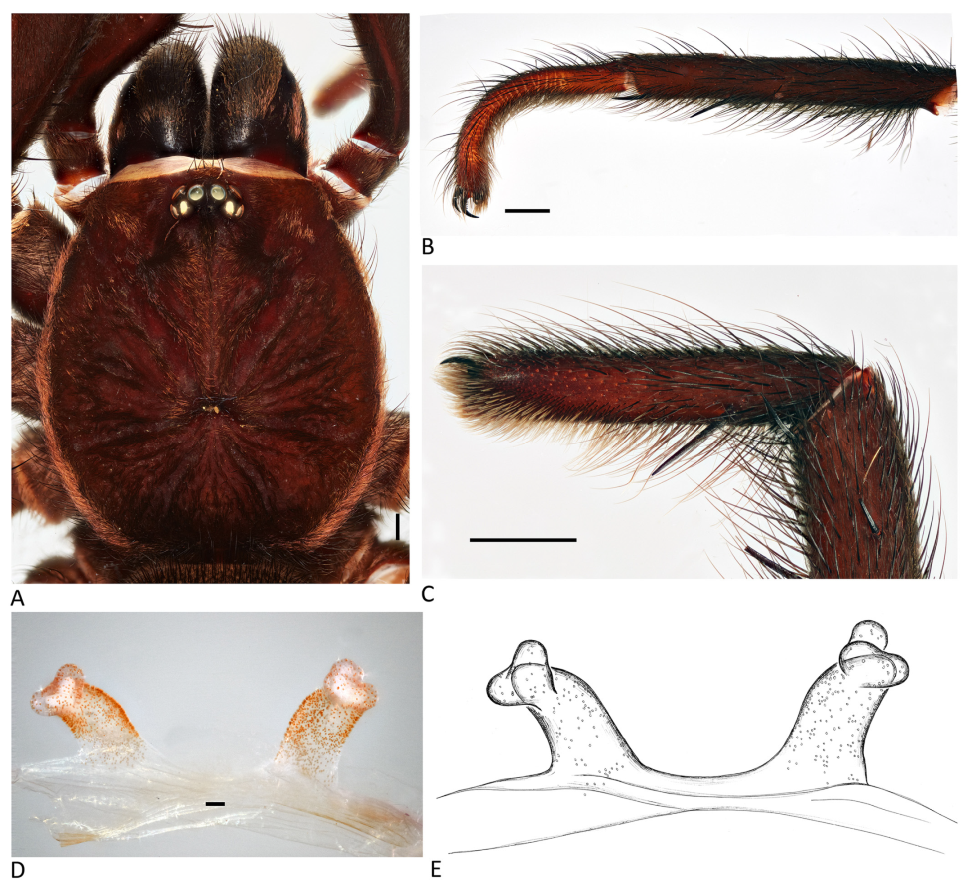 Arthropoda 01 00010 g023 550