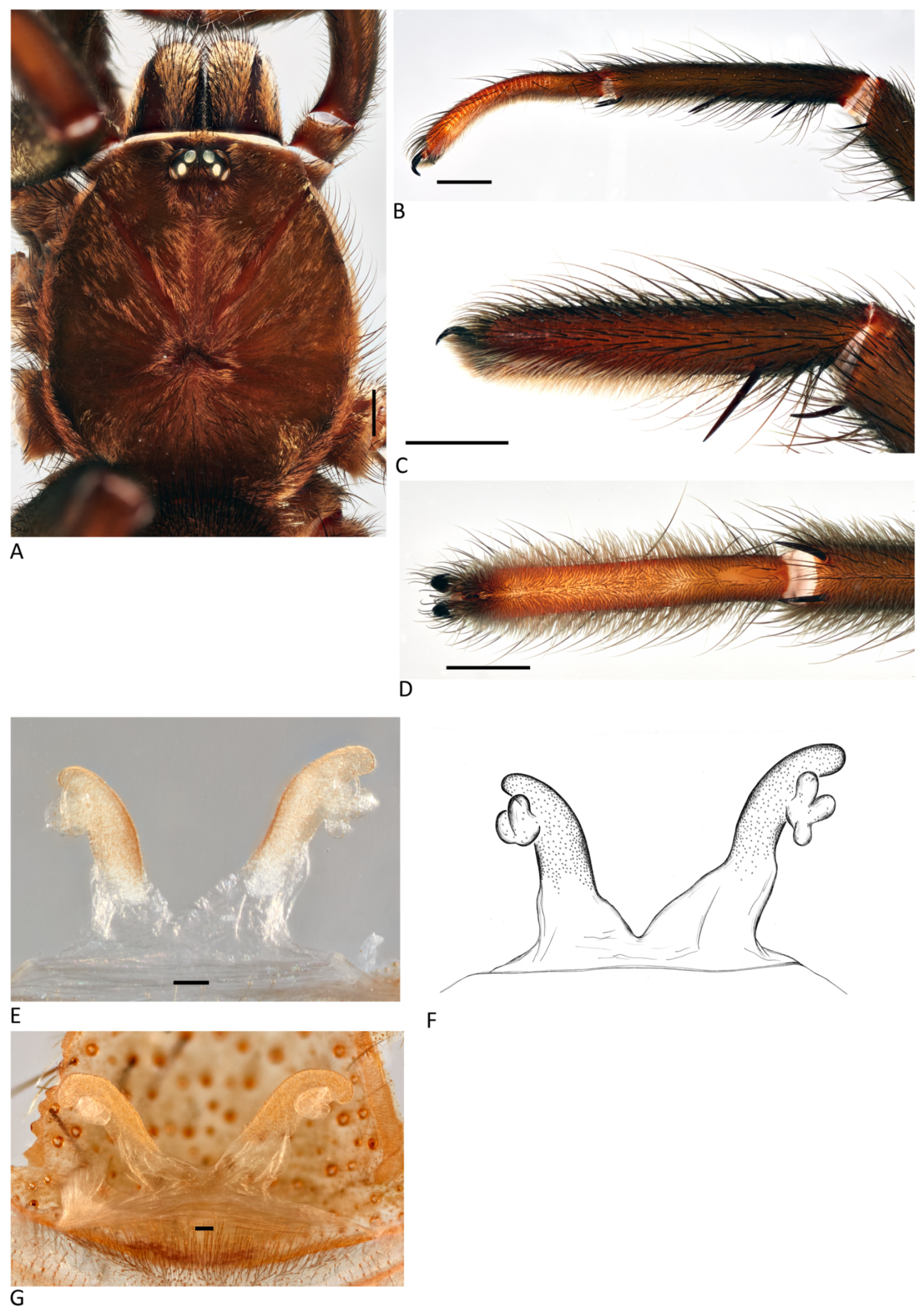 Arthropoda 01 00010 g026 550