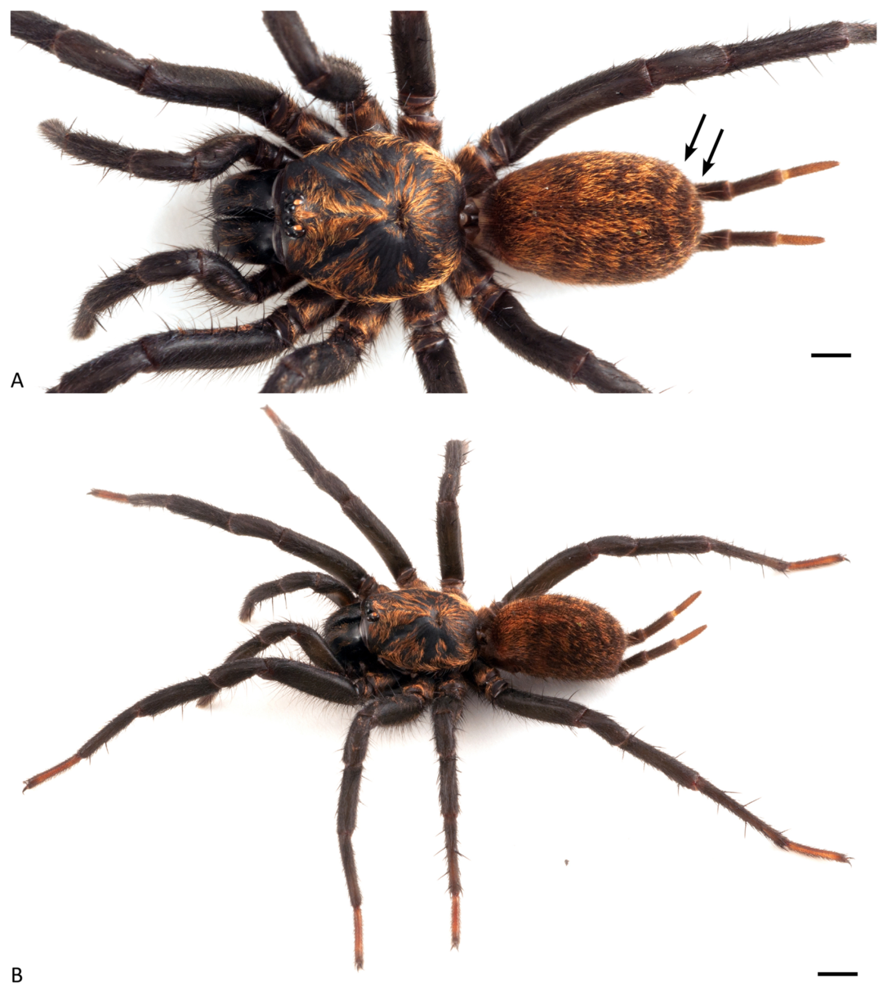 Arthropoda 01 00010 g027 550