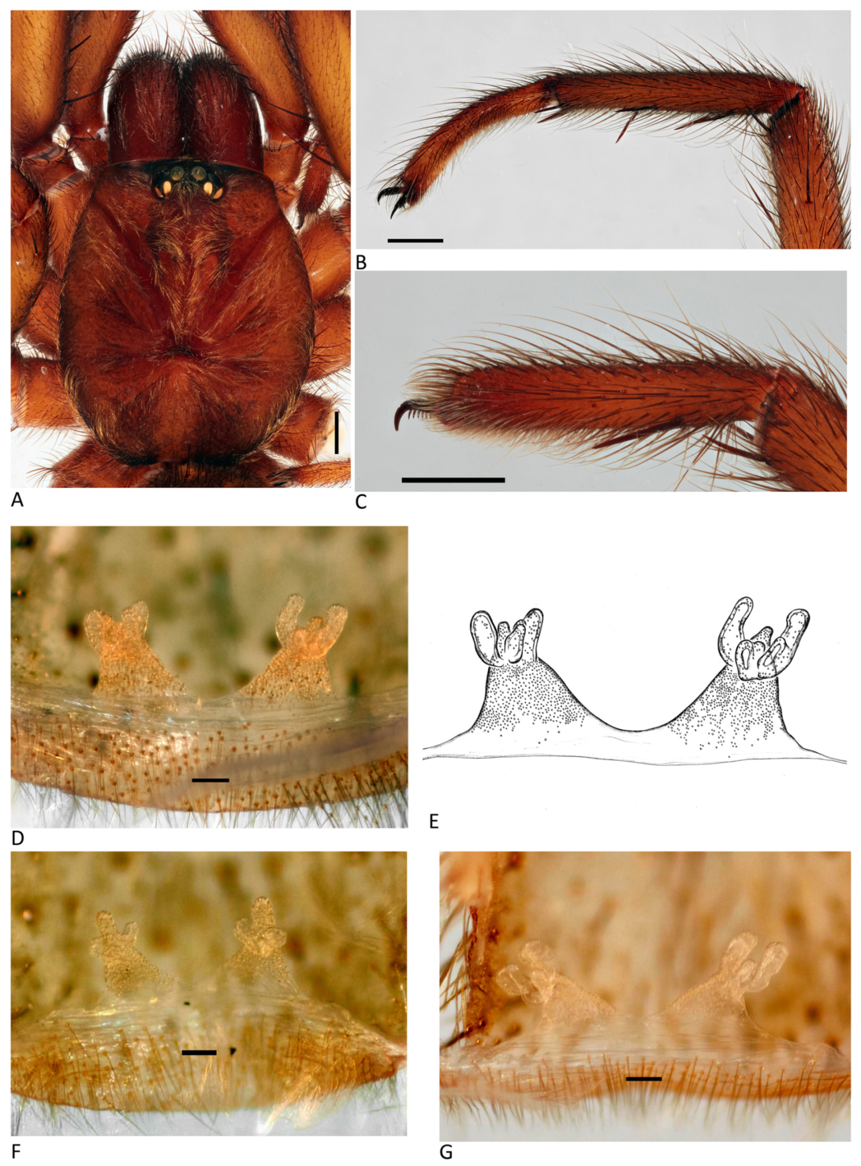 Arthropoda 01 00010 g028 550