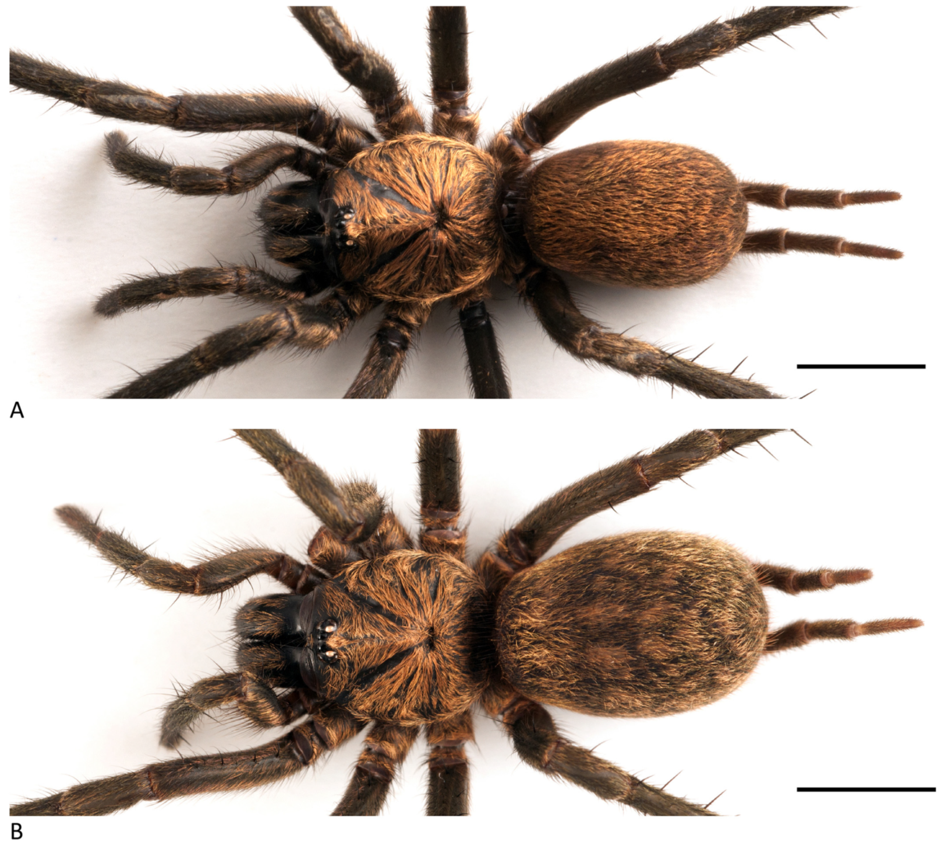 Arthropoda 01 00010 g029 550