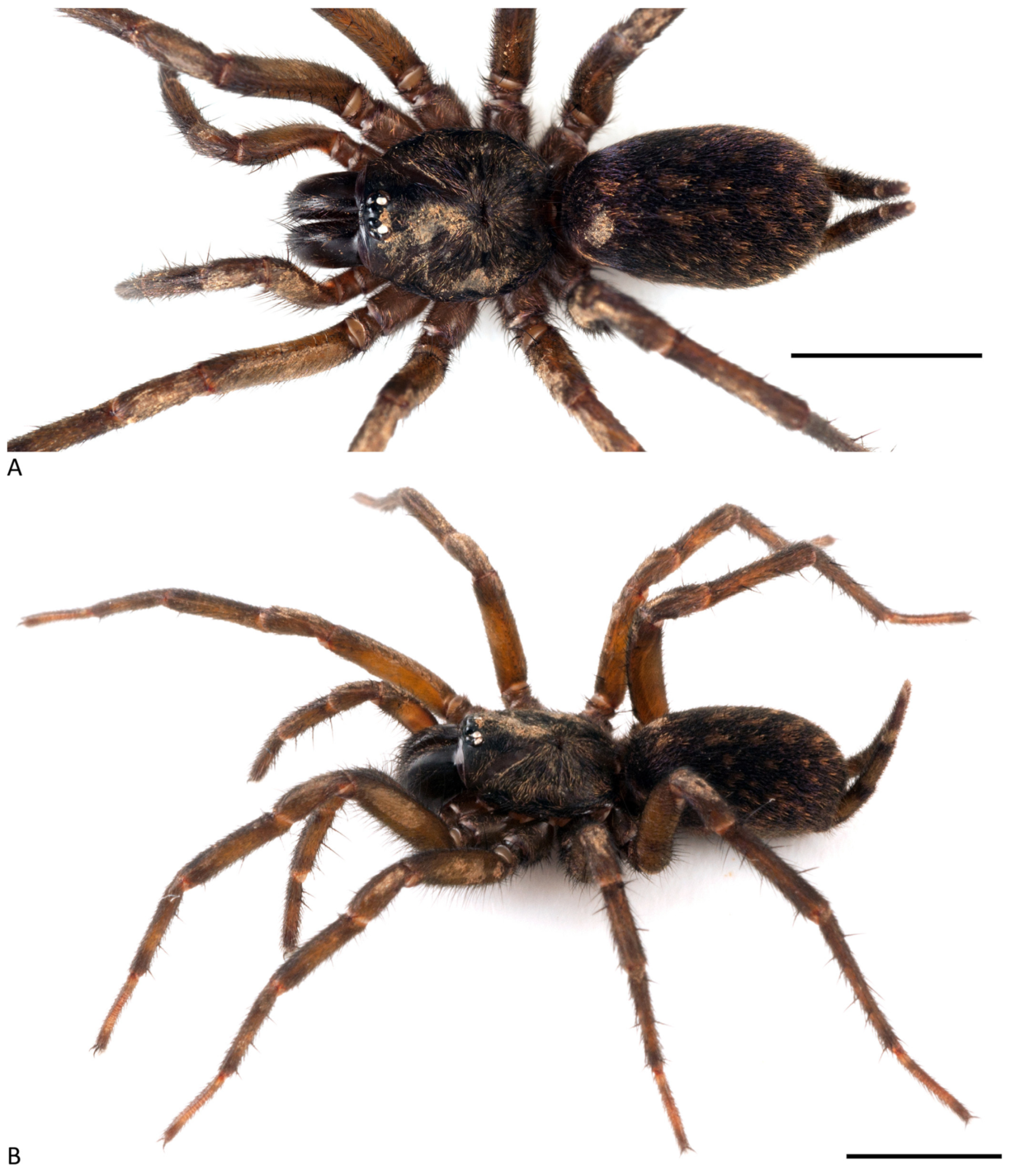 Arthropoda 01 00010 g030 550