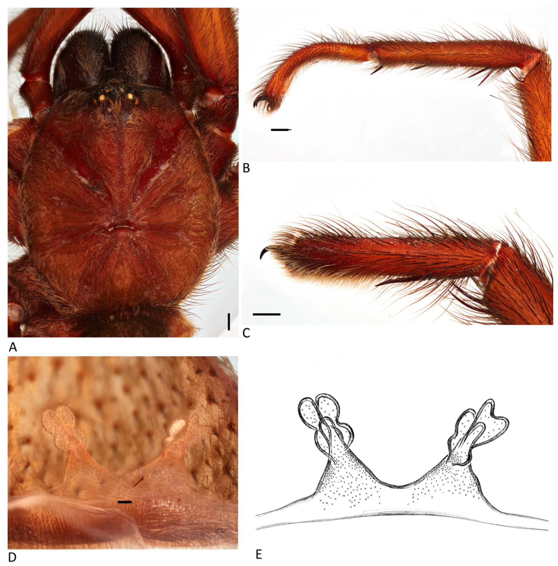 Arthropoda 01 00010 g033 550