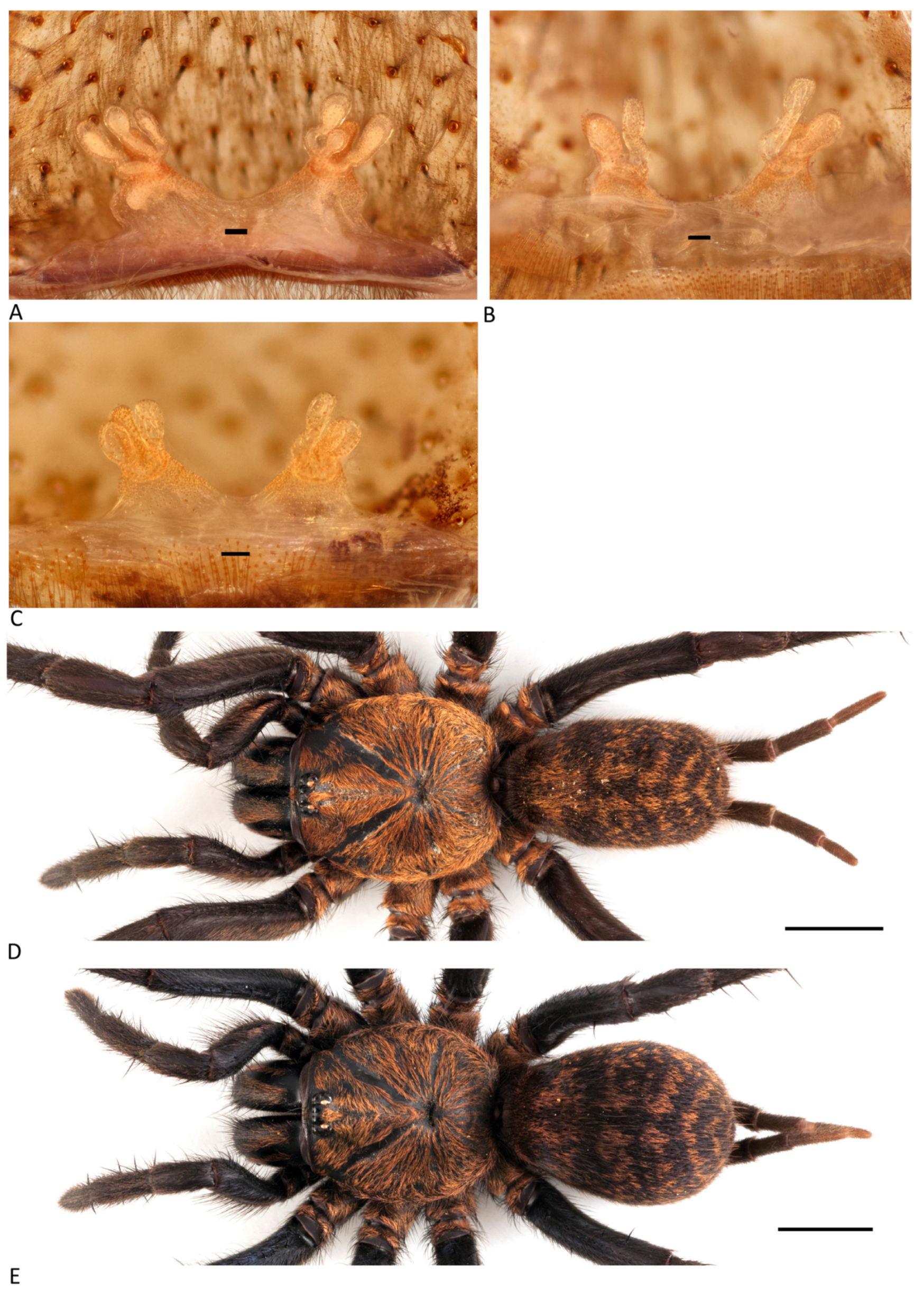 Arthropoda 01 00010 g034 550