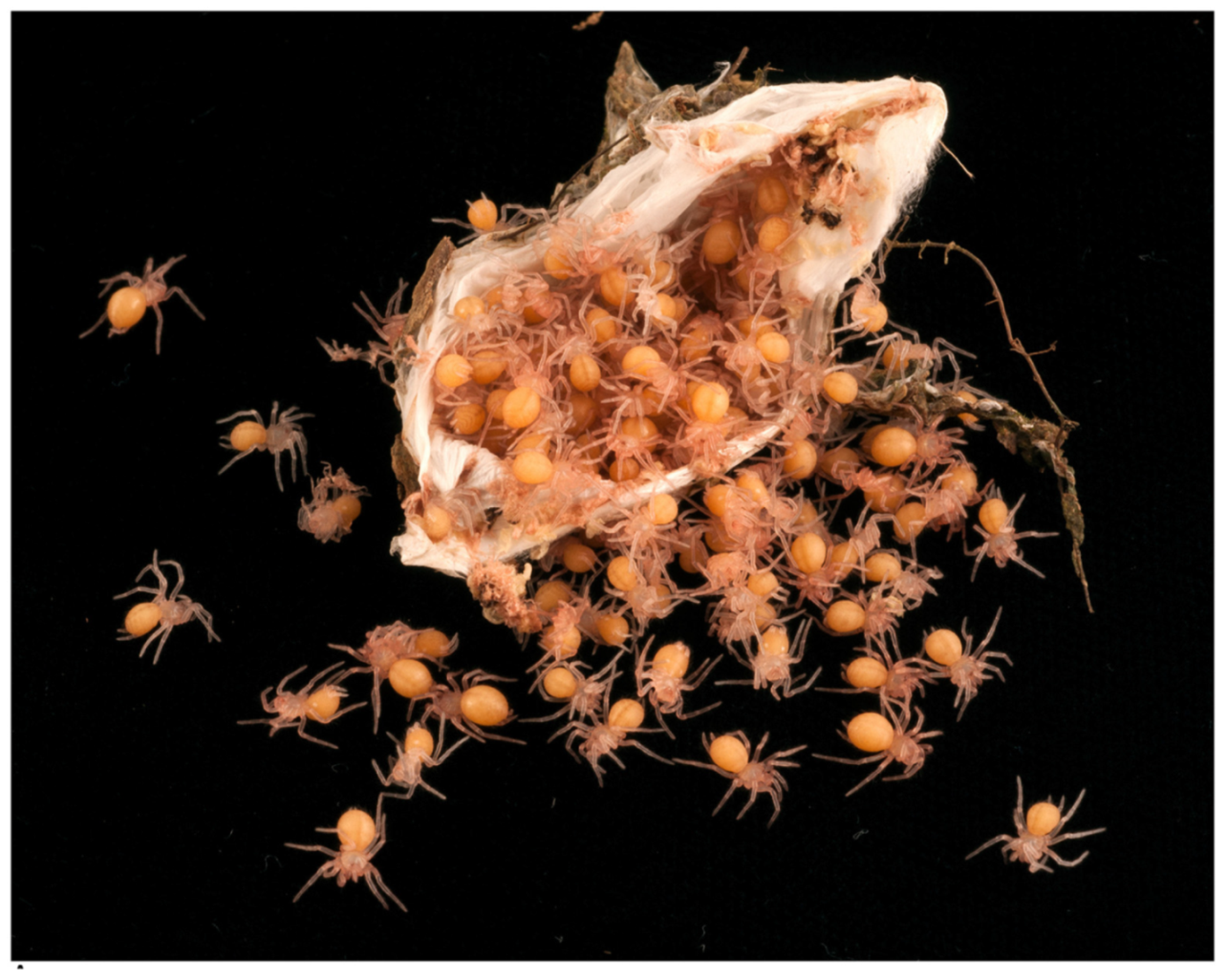 Arthropoda 01 00010 g035 550