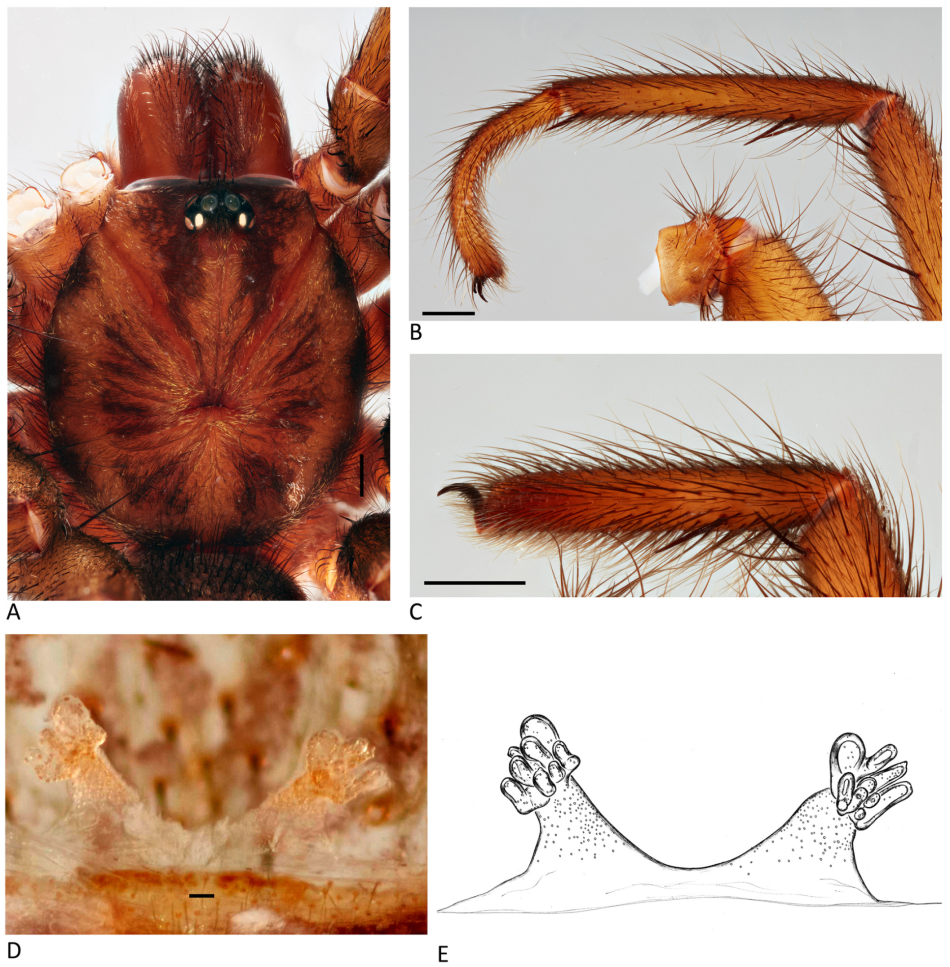 Arthropoda 01 00010 g037 550