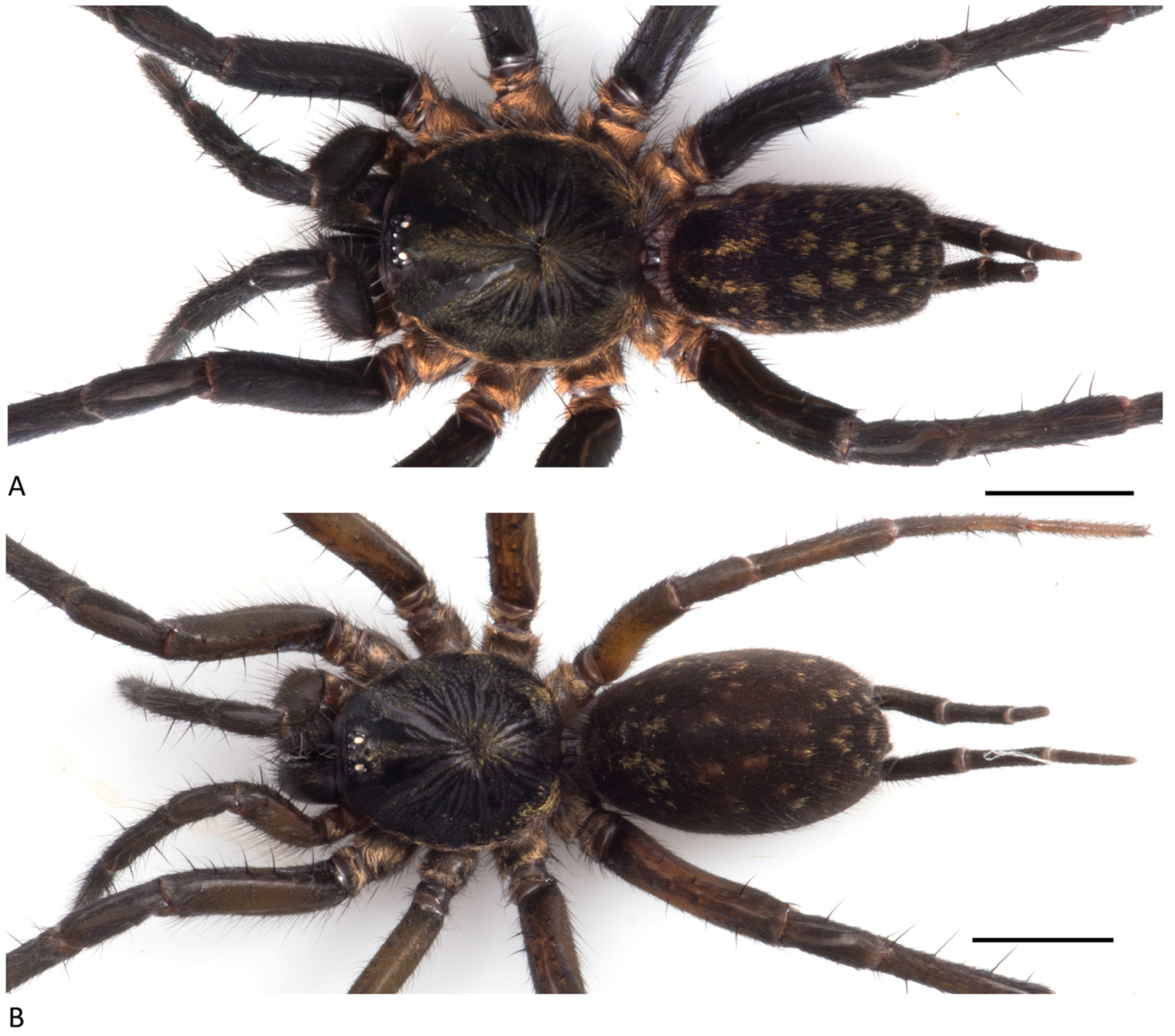 Arthropoda 01 00010 g038 550