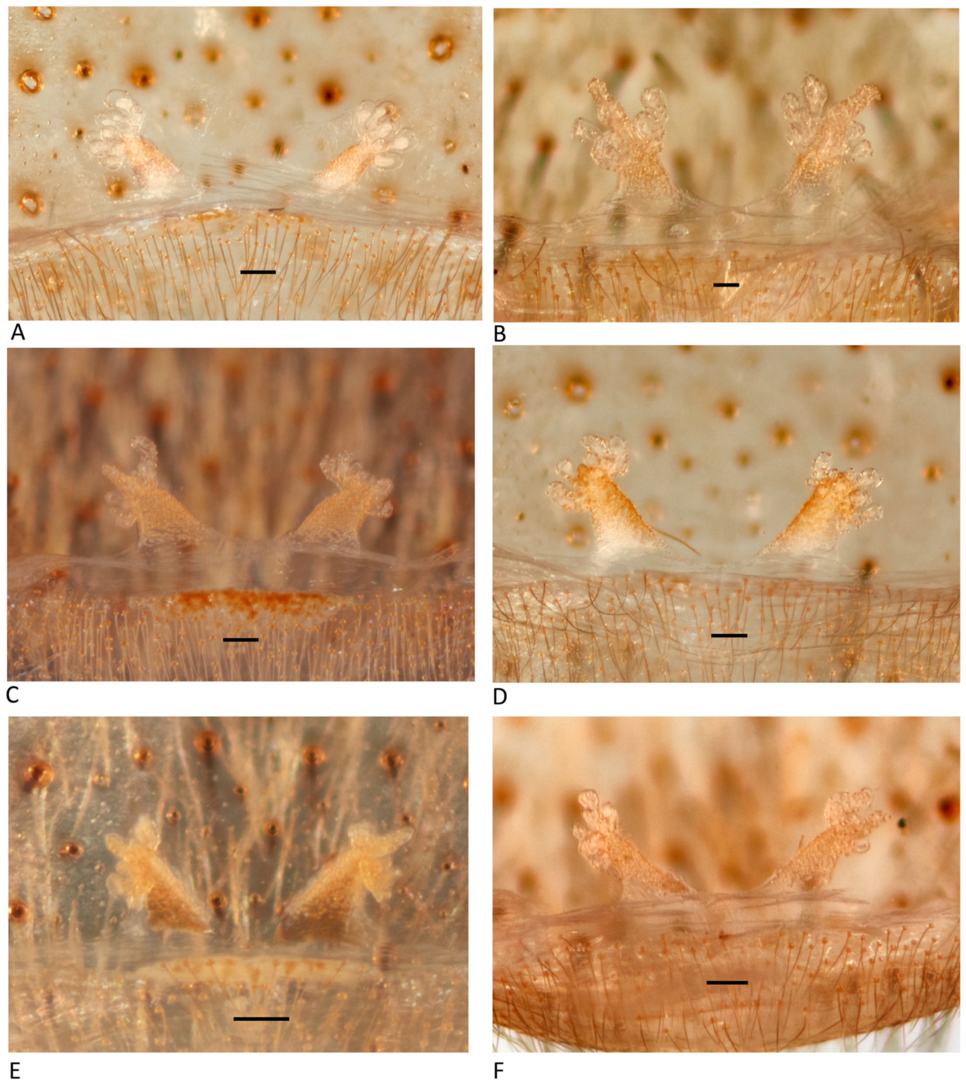 Arthropoda 01 00010 g039 550