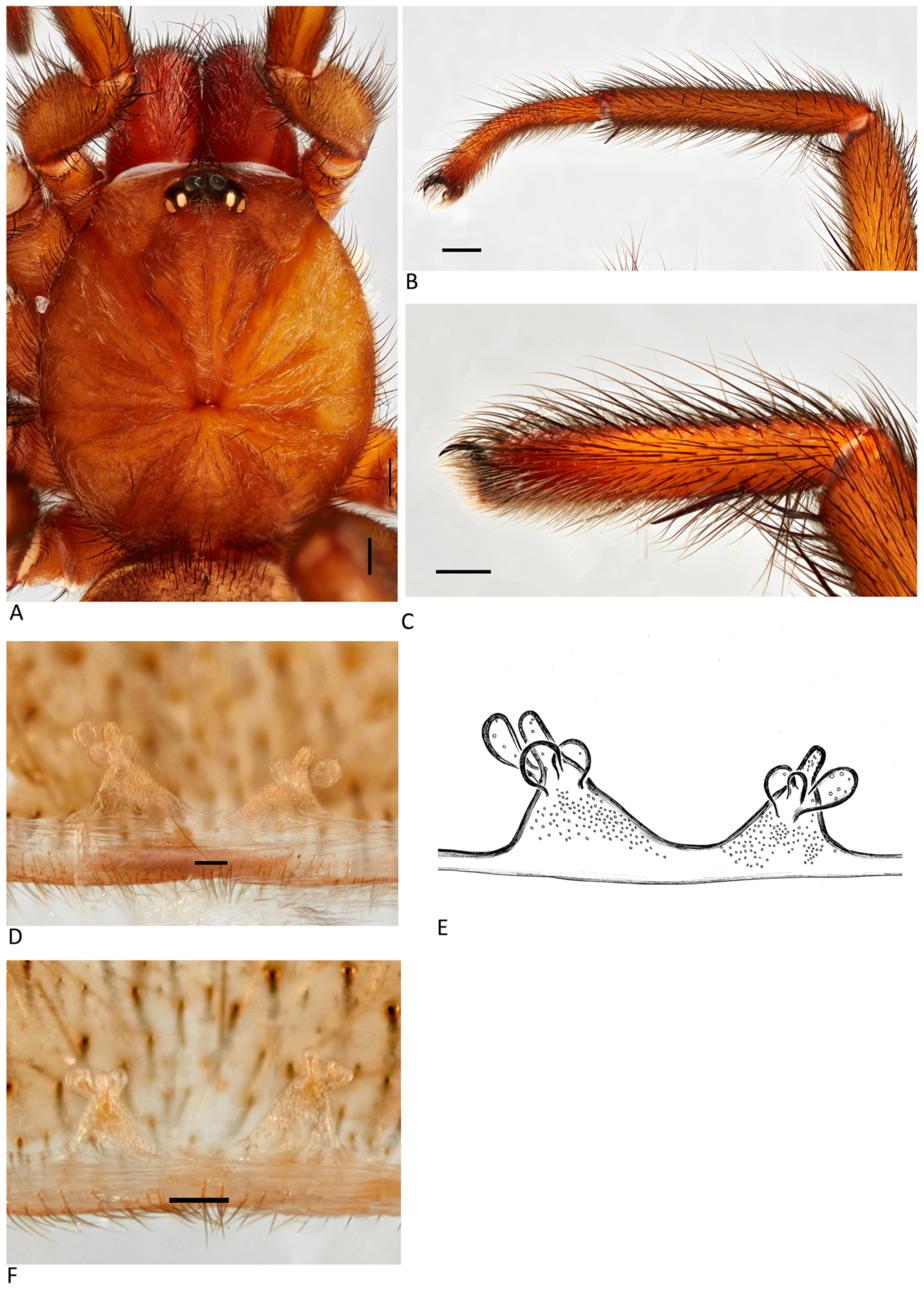 Arthropoda 01 00010 g041 550