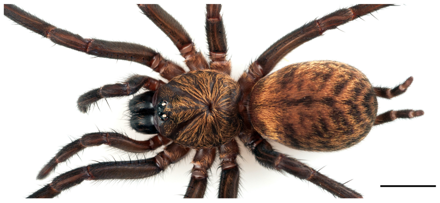 Arthropoda 01 00010 g042 550