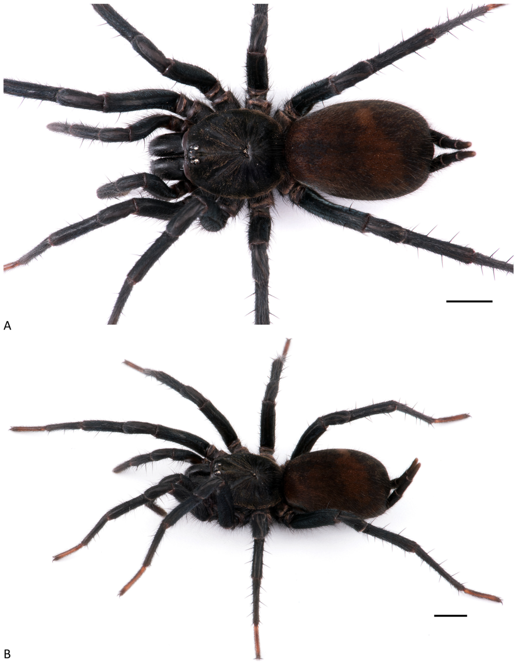 Arthropoda 01 00010 g043 550