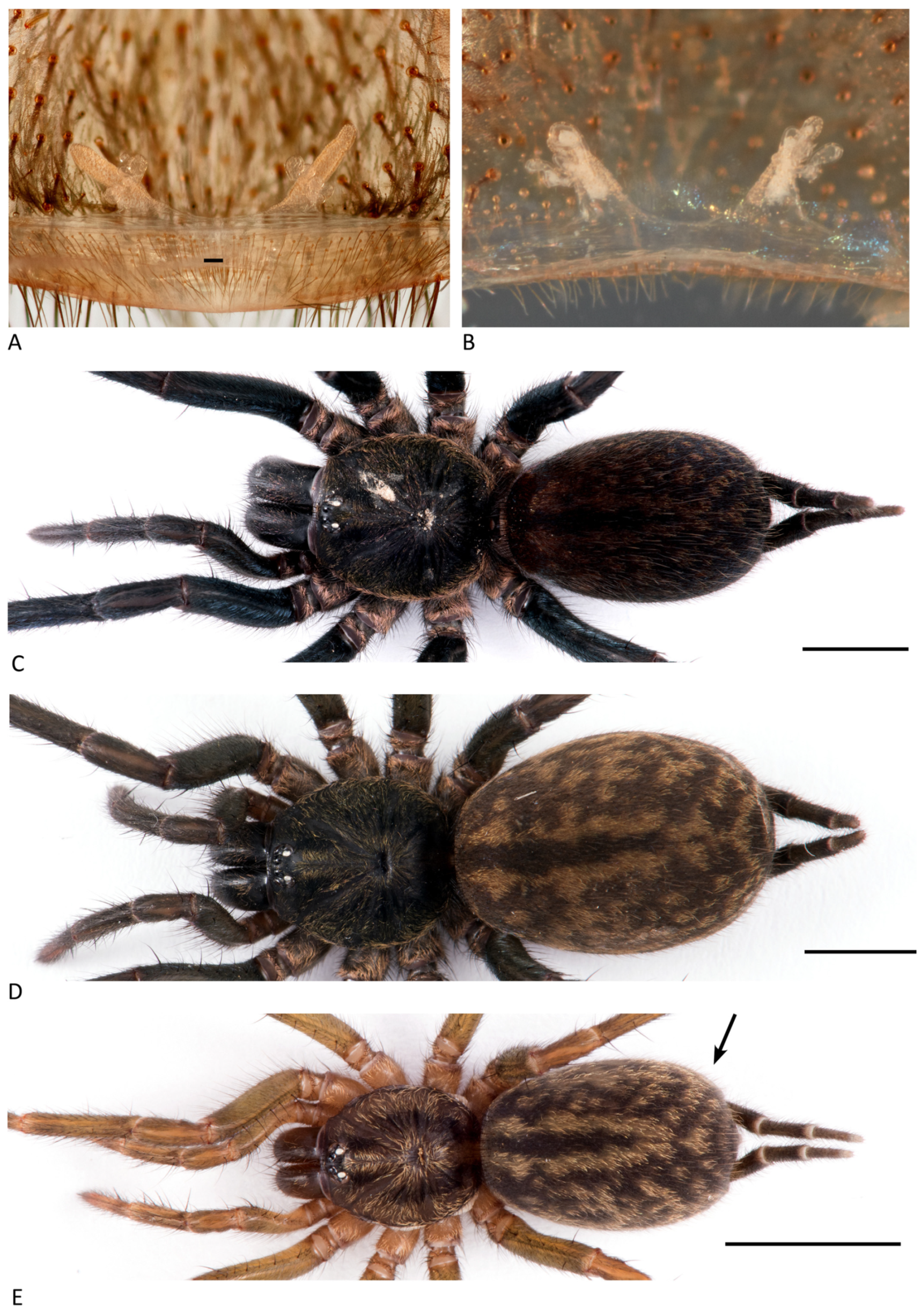 Arthropoda 01 00010 g045 550