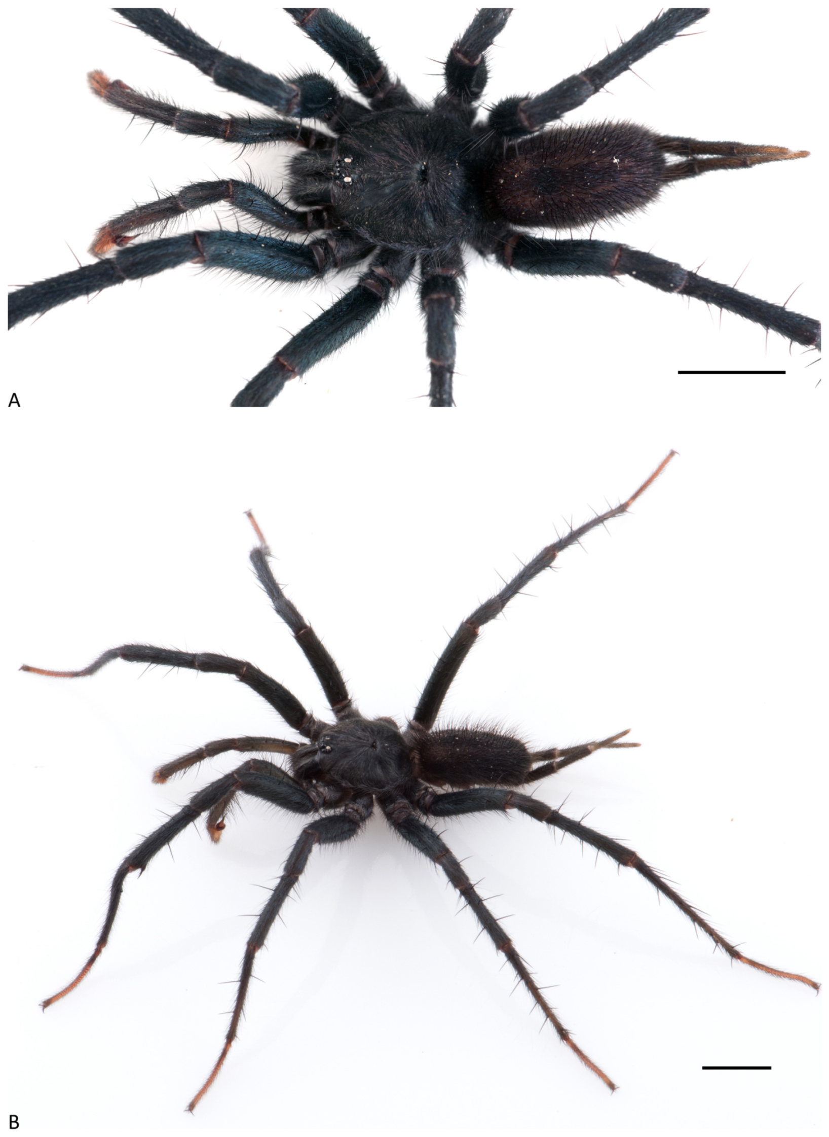 Arthropoda 01 00010 g046 550