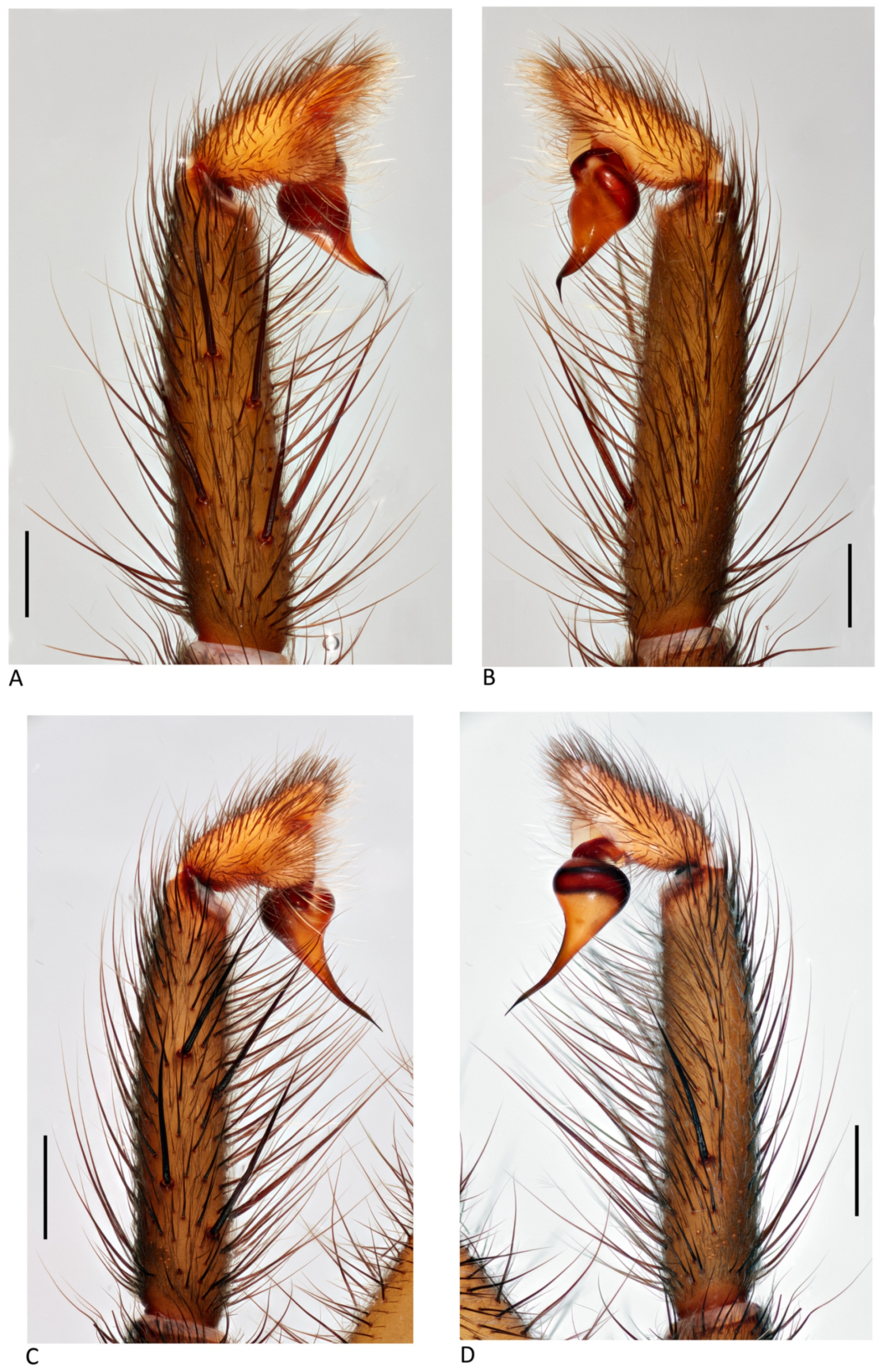 Arthropoda 01 00010 g048 550