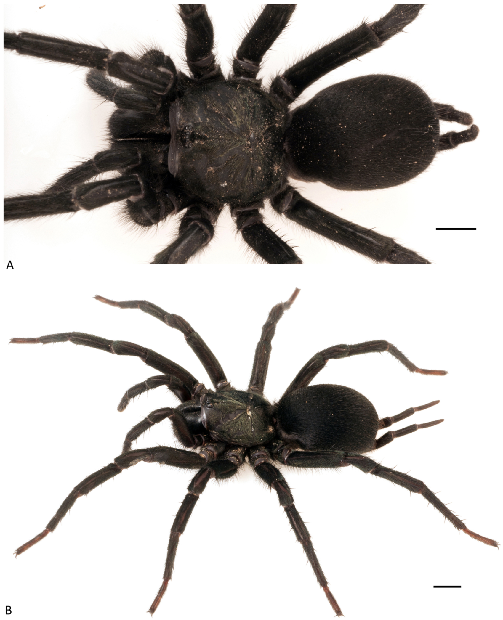 Arthropoda 01 00010 g050 550