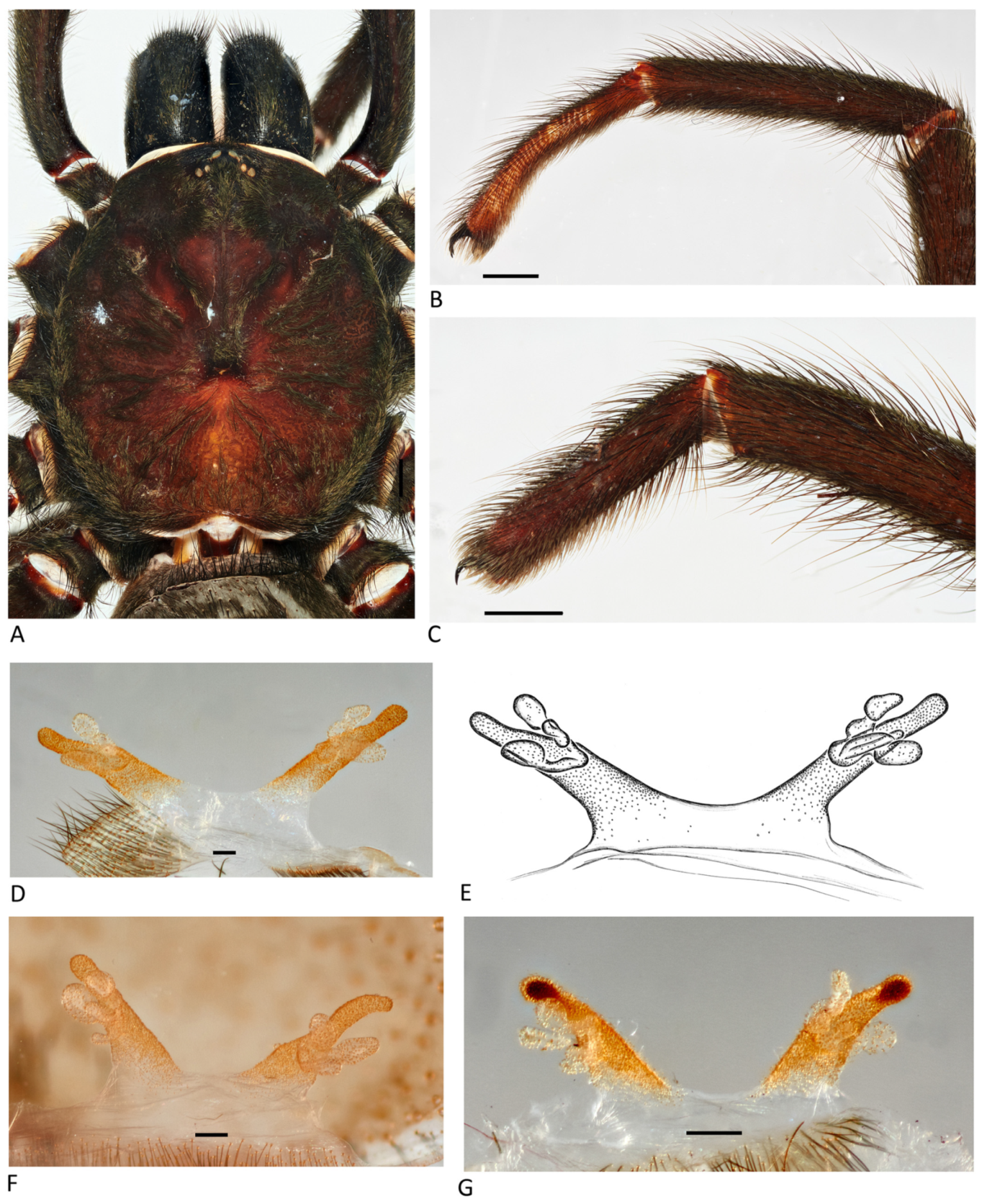 Arthropoda 01 00010 g051 550
