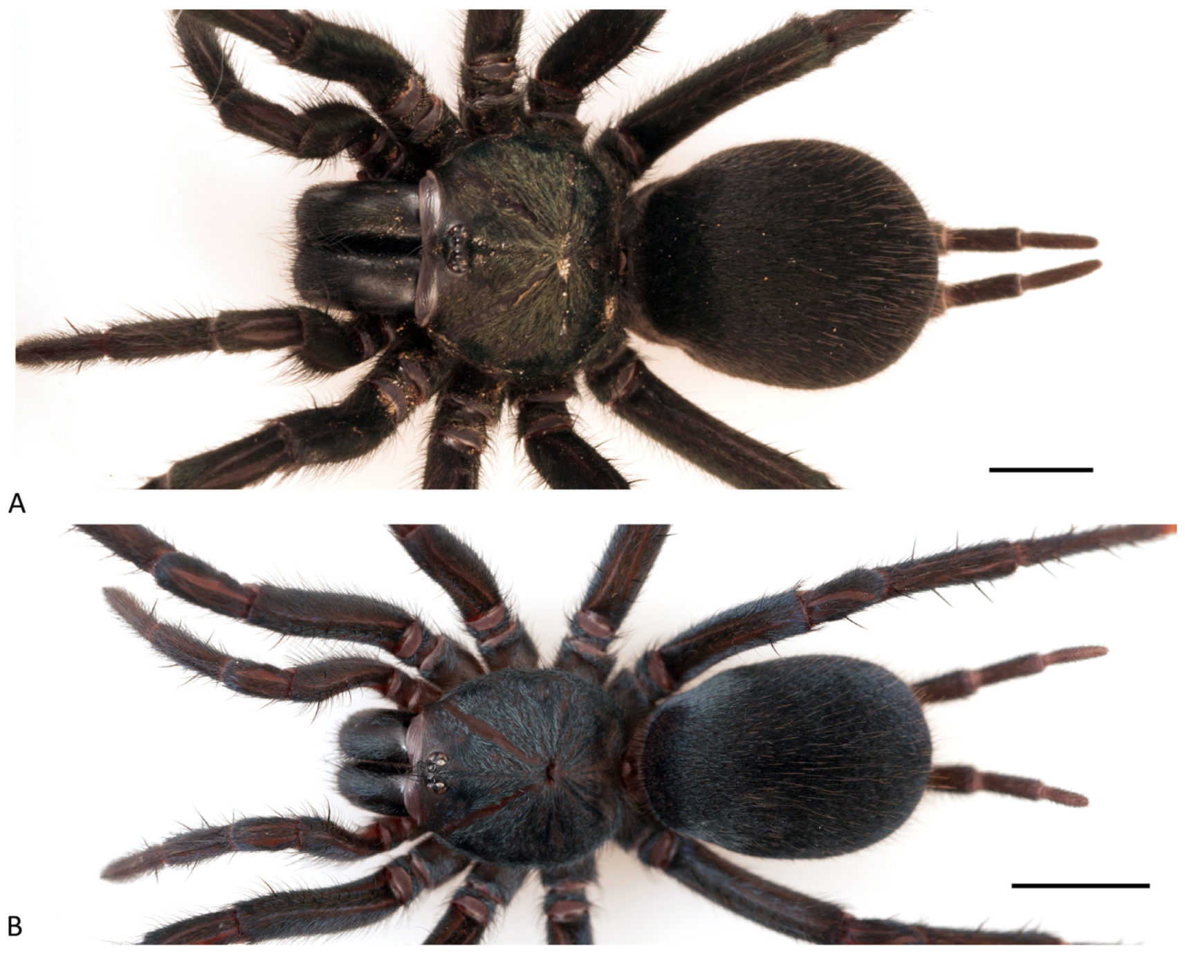 Arthropoda 01 00010 g052 550