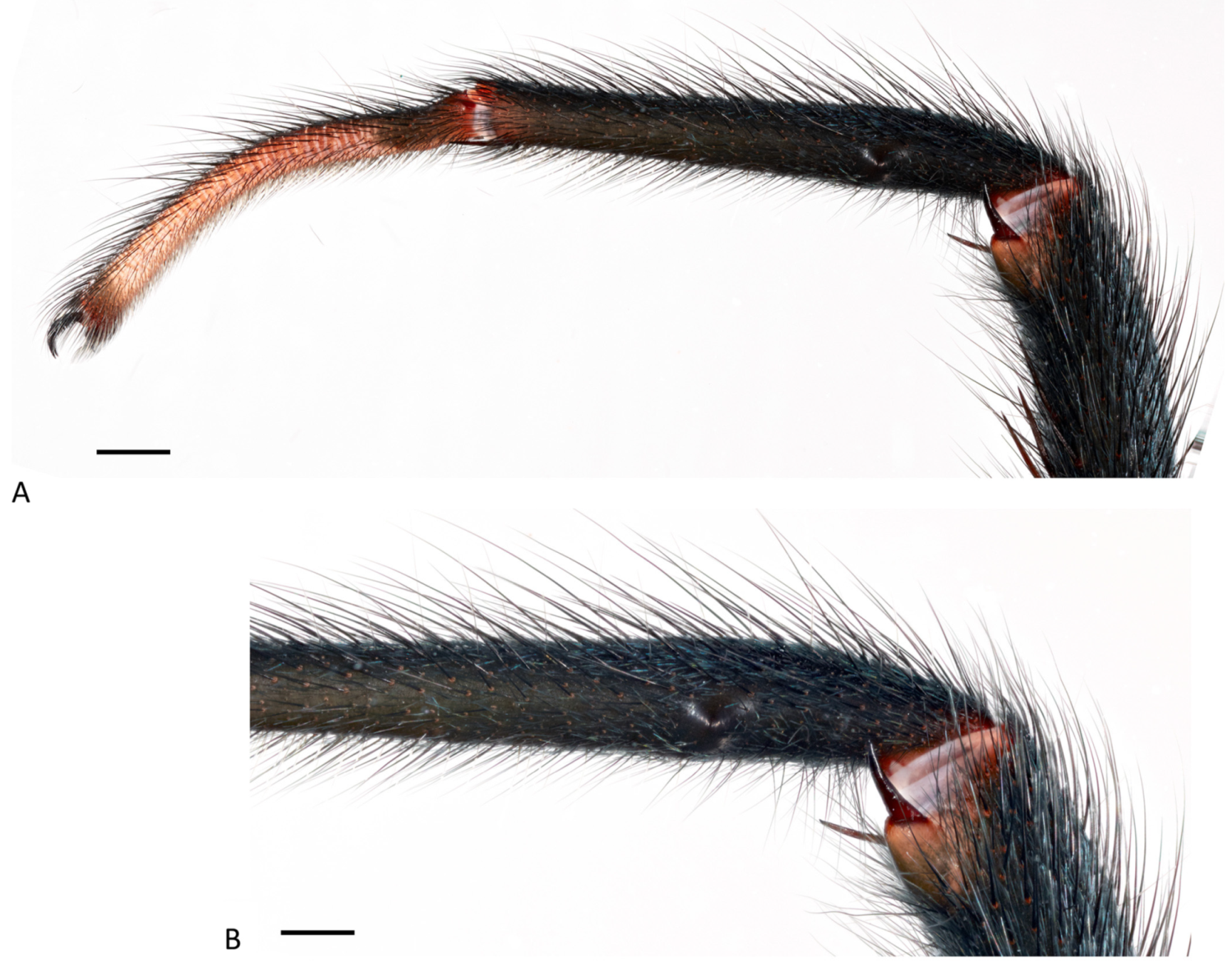 Arthropoda 01 00010 g054 550