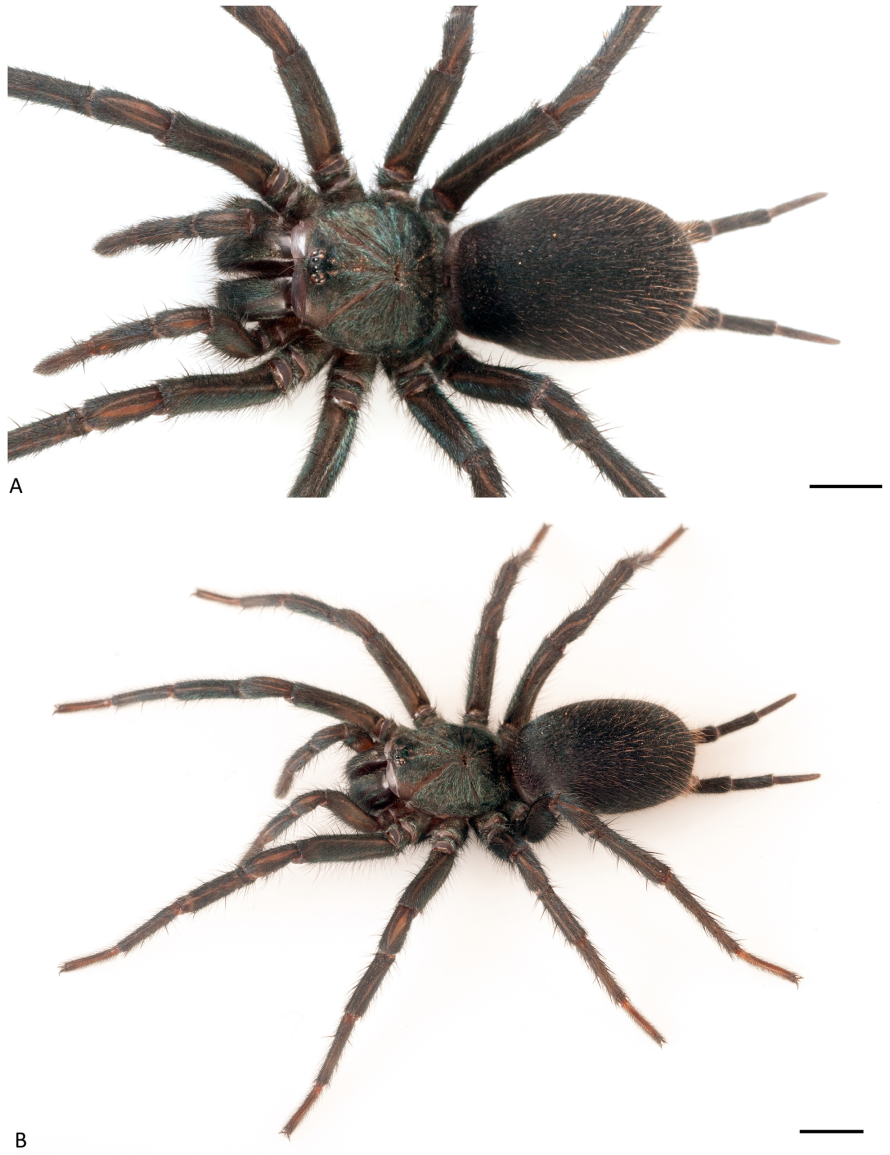 Arthropoda 01 00010 g056 550