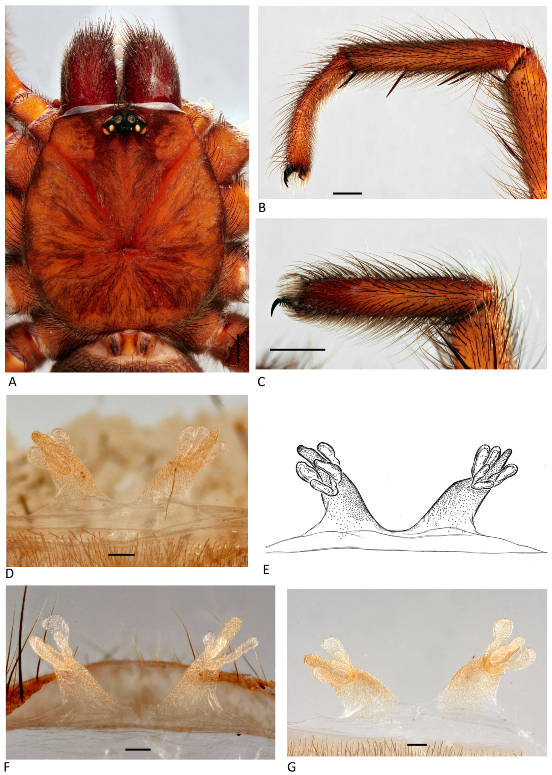 Arthropoda 01 00010 g057 550
