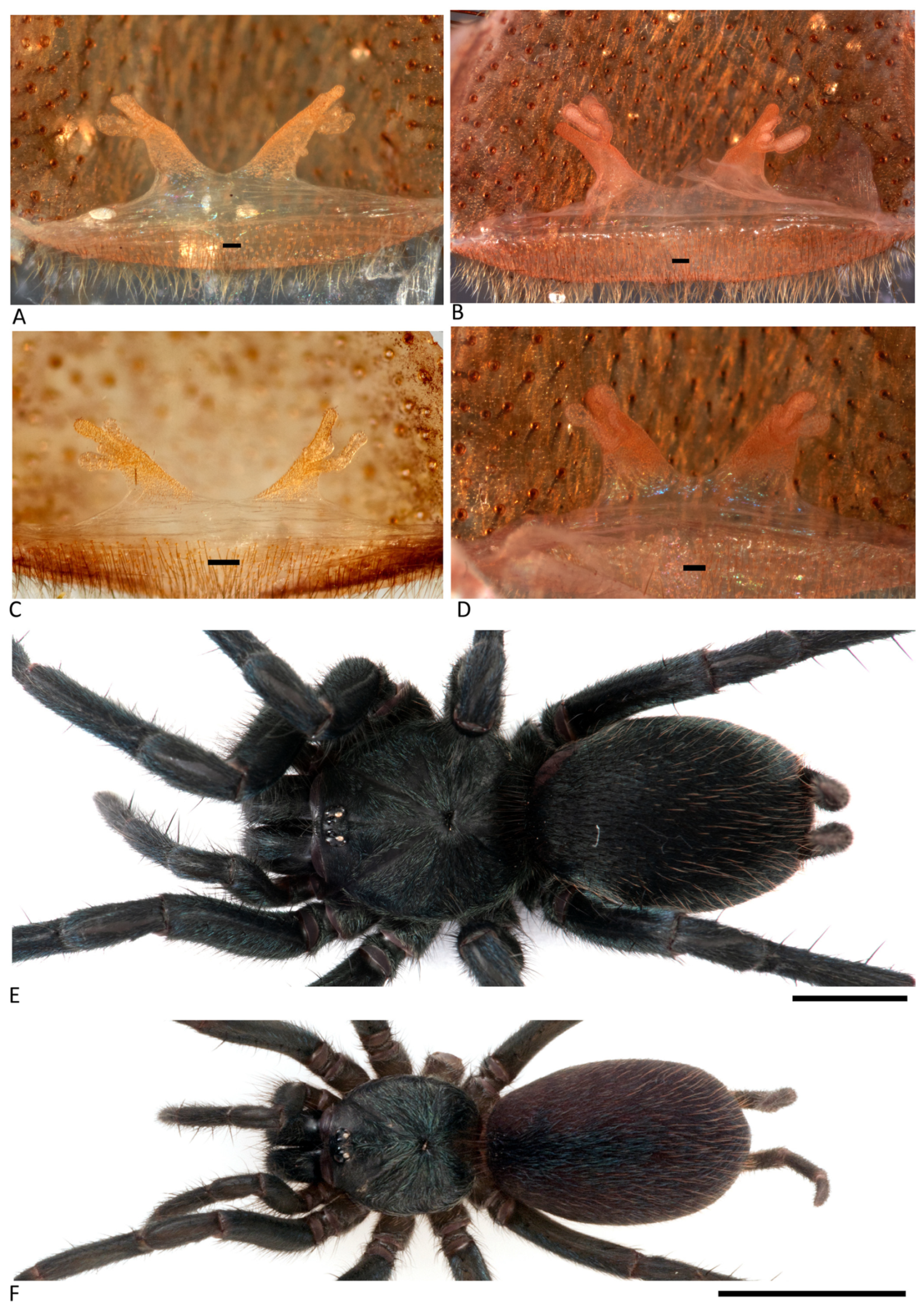 Arthropoda 01 00010 g058 550