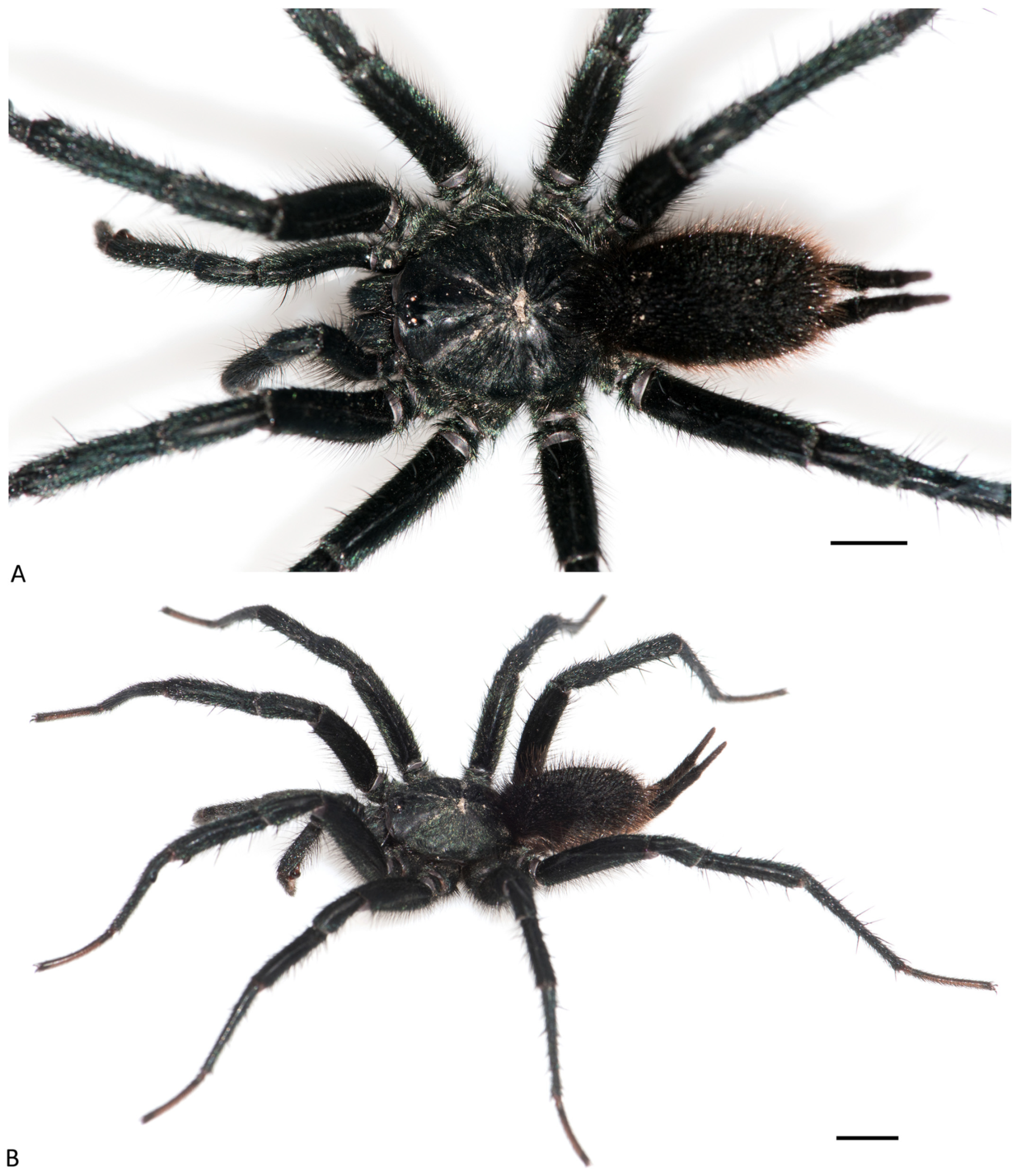 Arthropoda 01 00010 g059 550