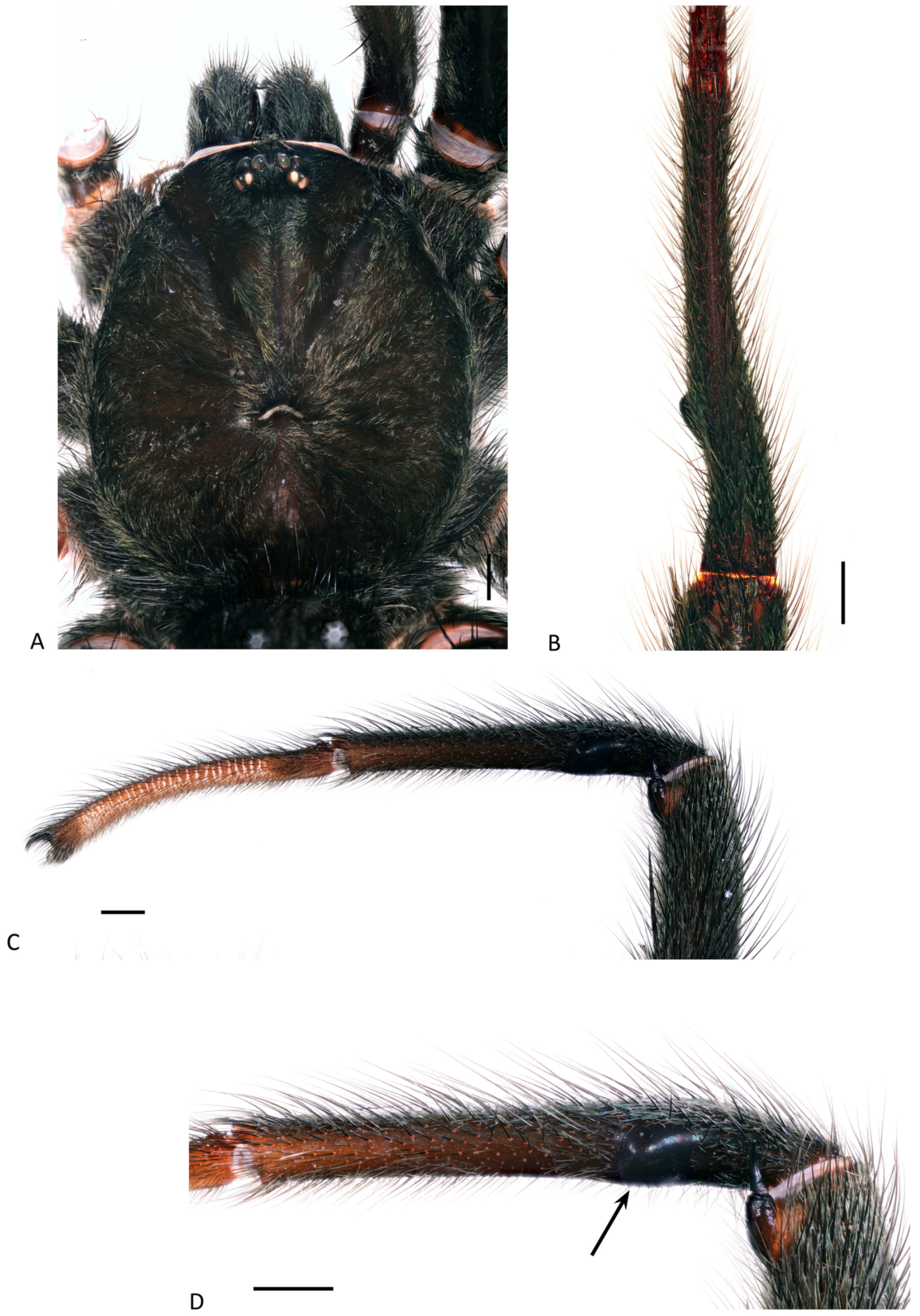 Arthropoda 01 00010 g060 550