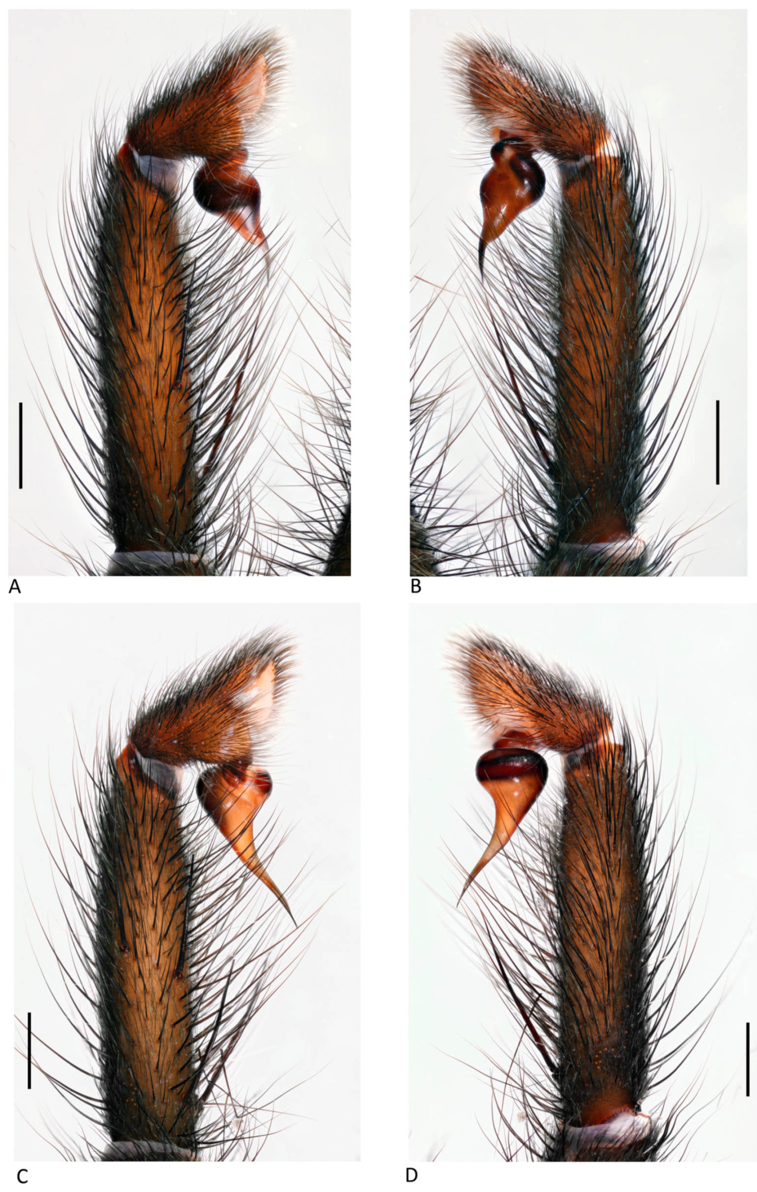 Arthropoda 01 00010 g061 550