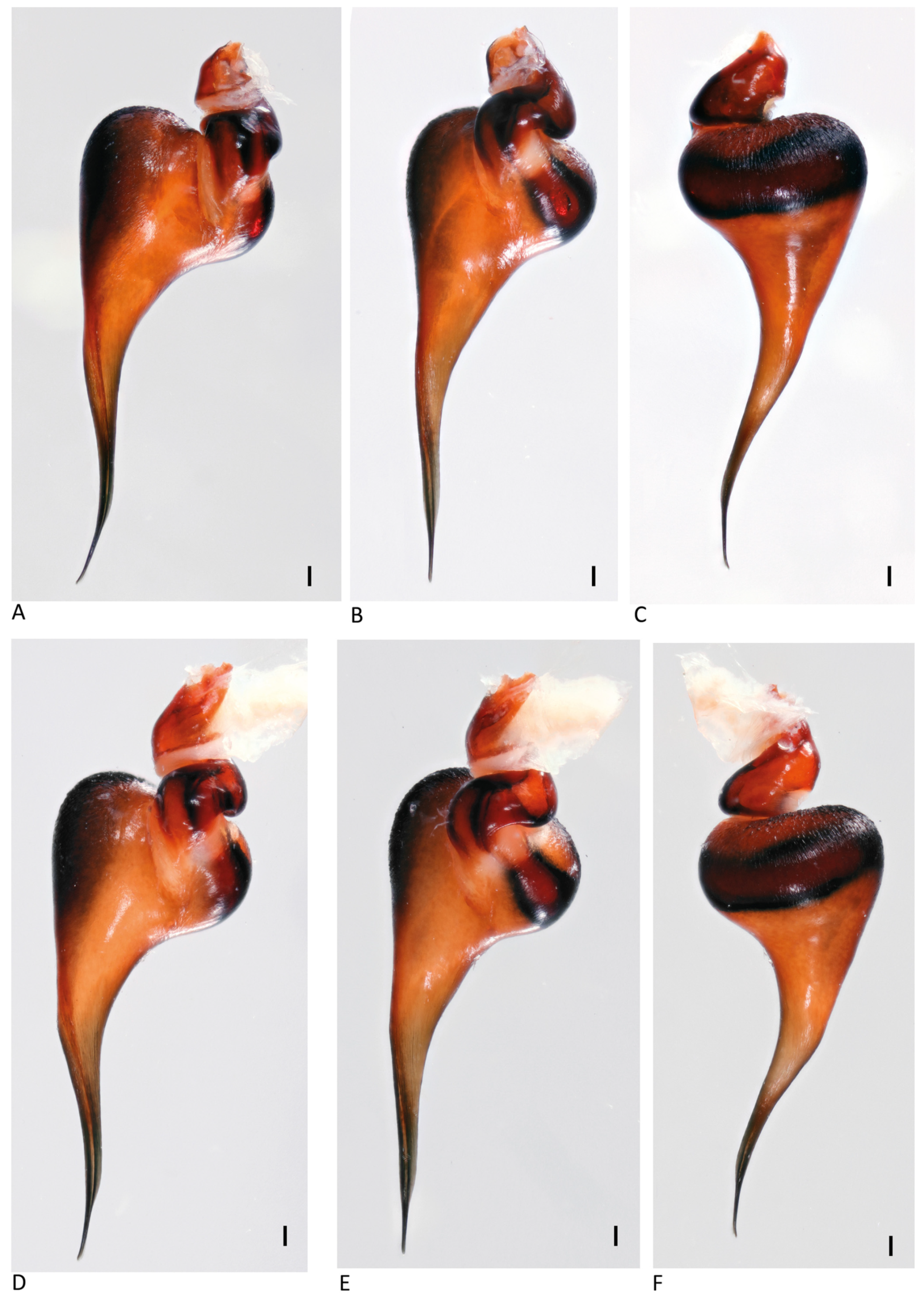 Arthropoda 01 00010 g062 550