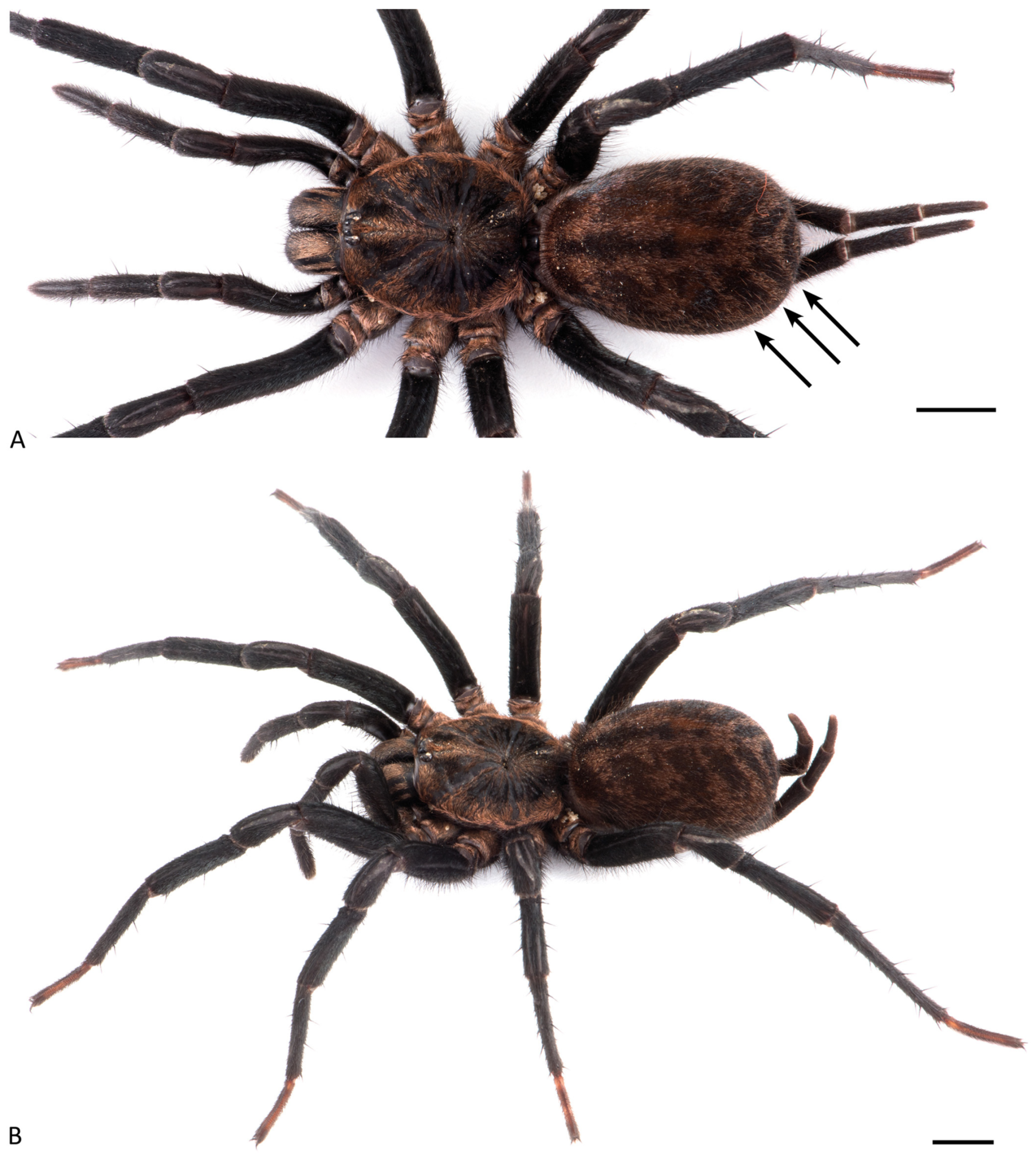 Arthropoda 01 00010 g063 550