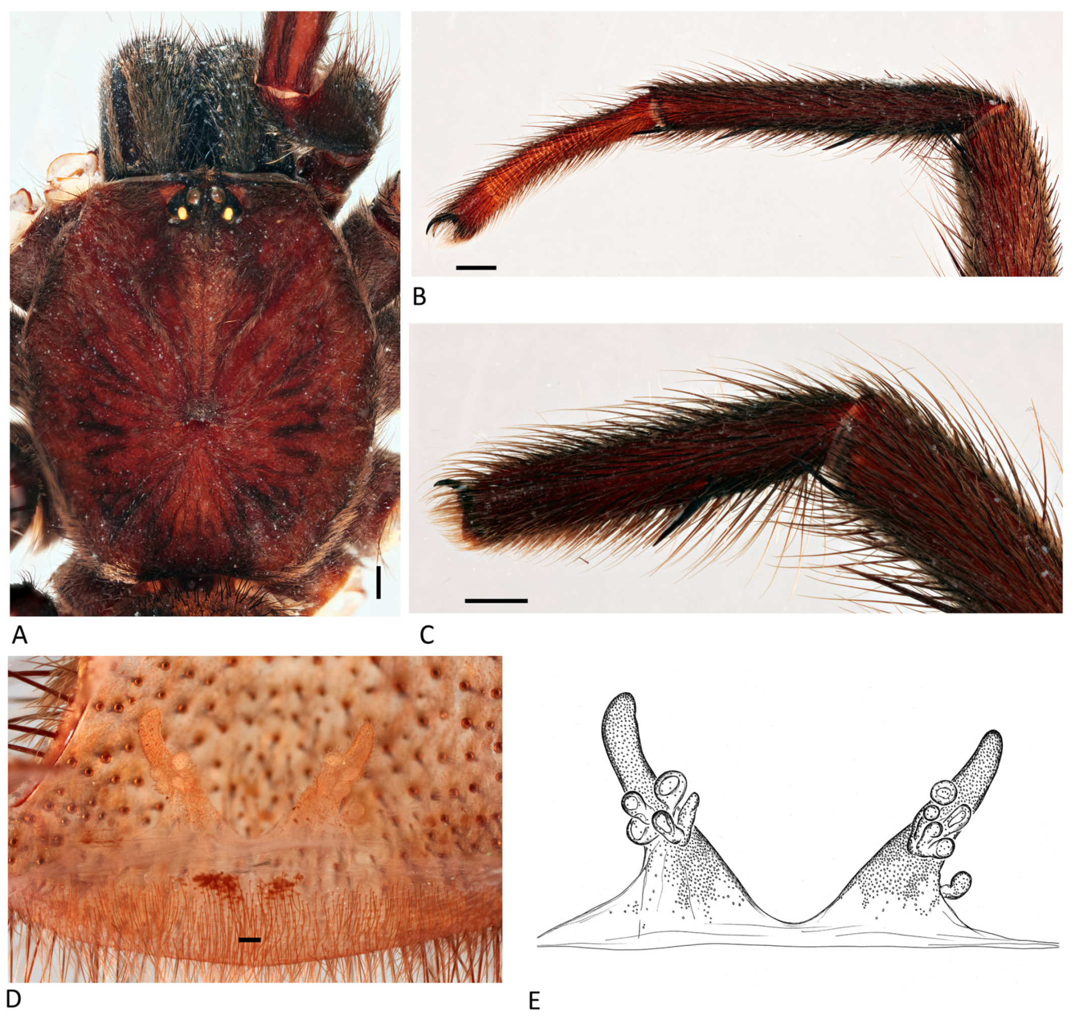 Arthropoda 01 00010 g064 550