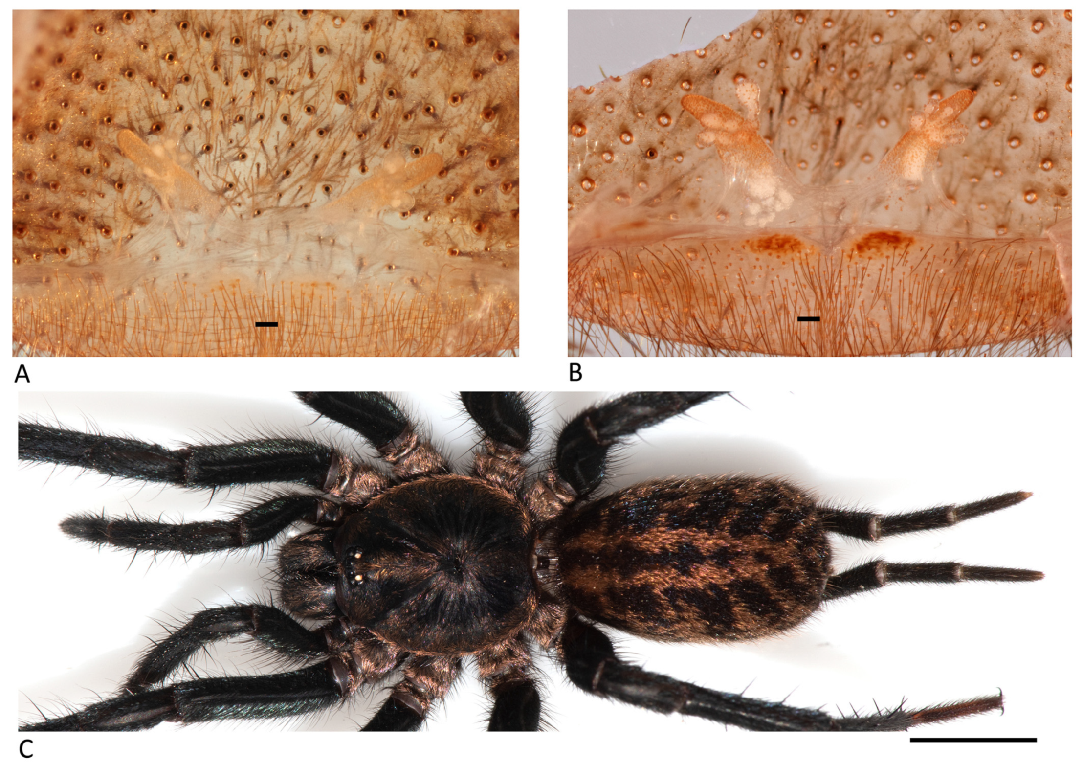 Arthropoda 01 00010 g065 550