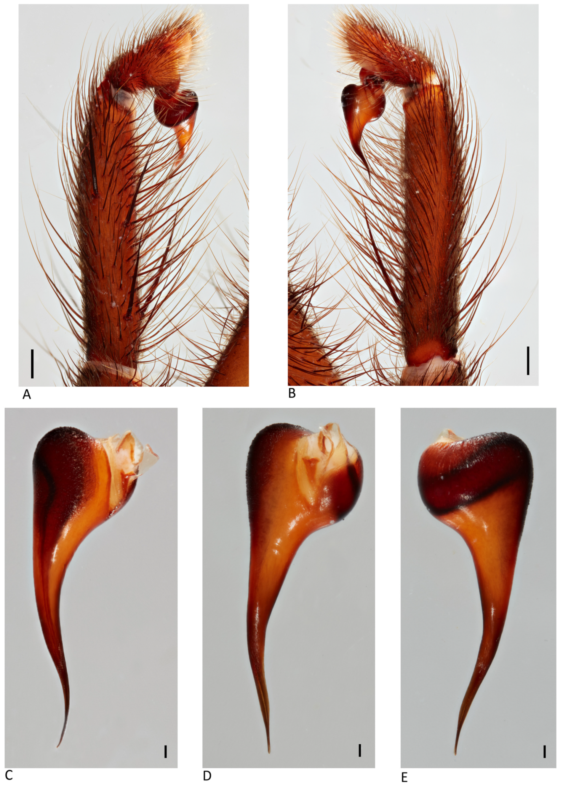 Arthropoda 01 00010 g068 550