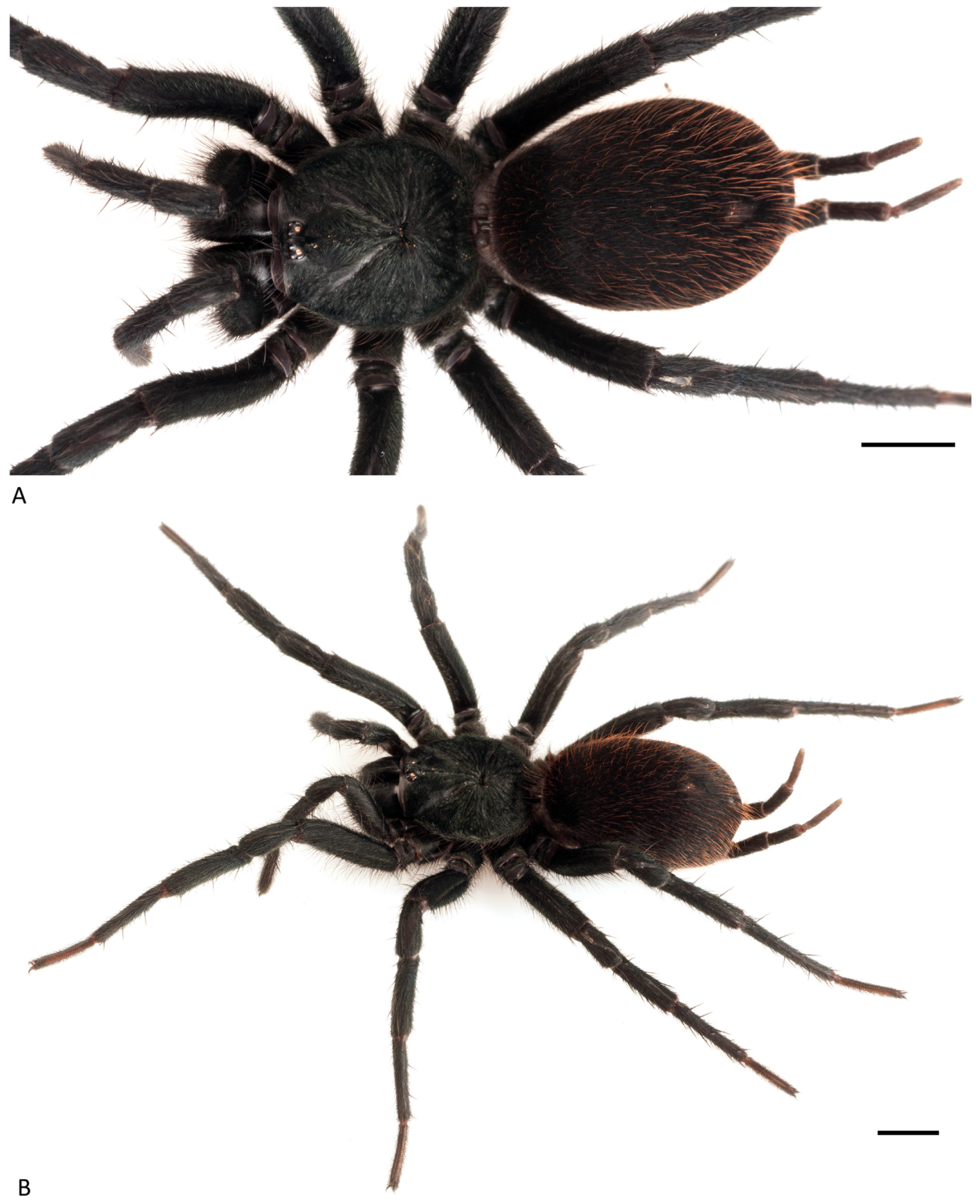 Arthropoda 01 00010 g069 550