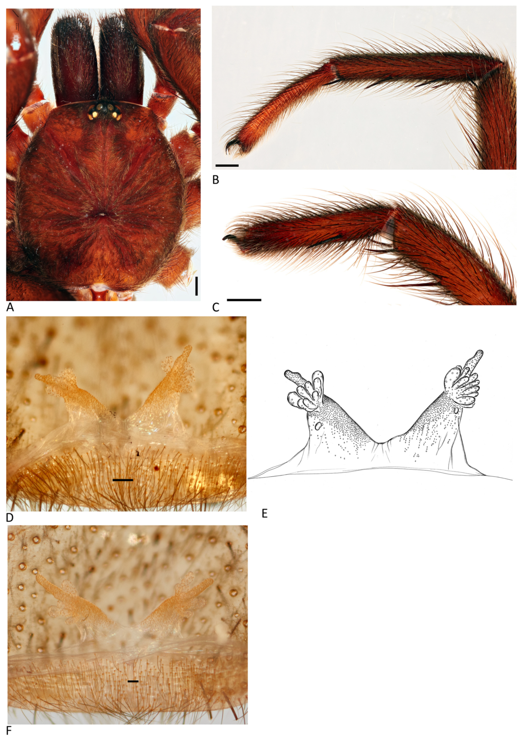 Arthropoda 01 00010 g070 550