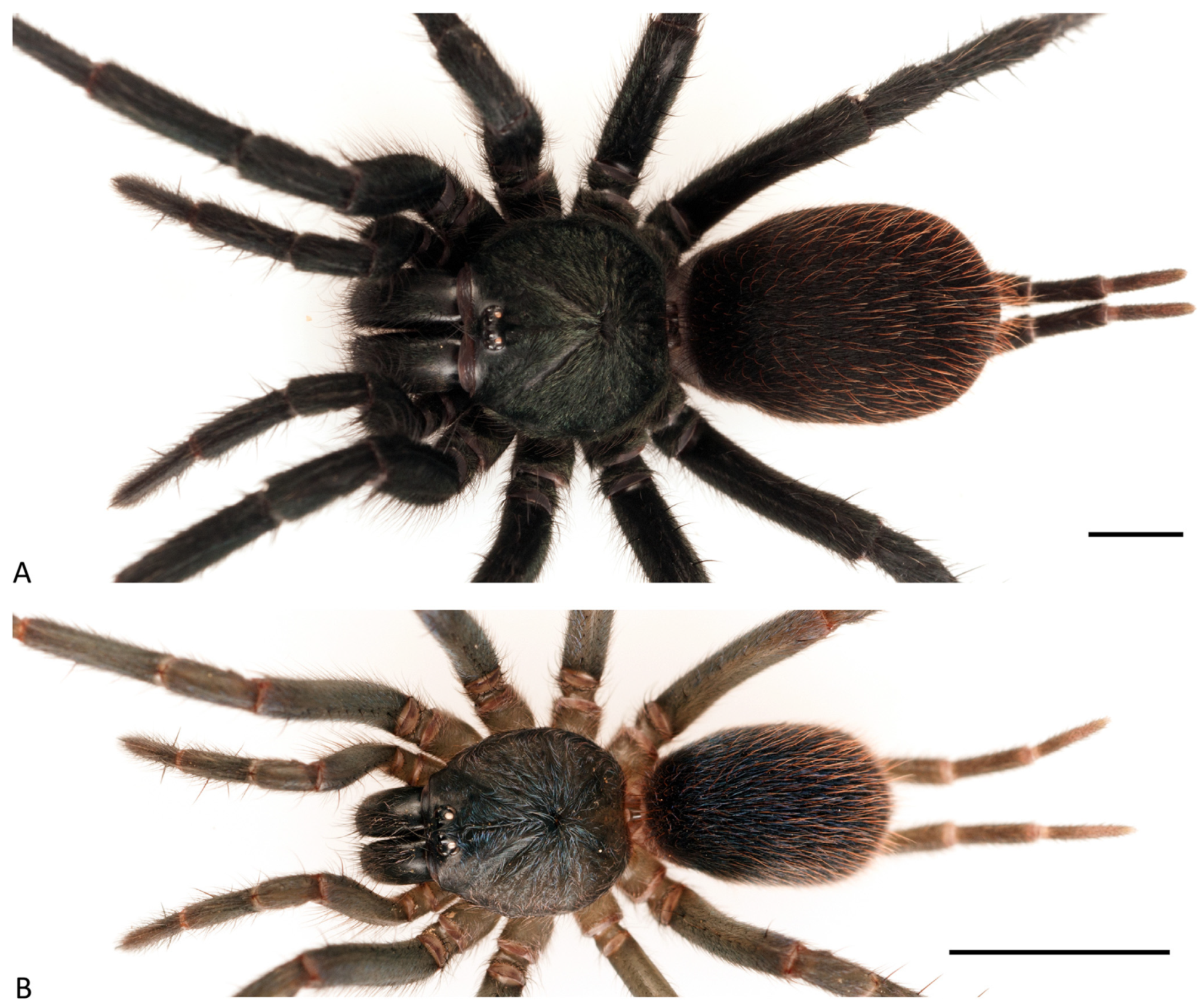 Arthropoda 01 00010 g071 550