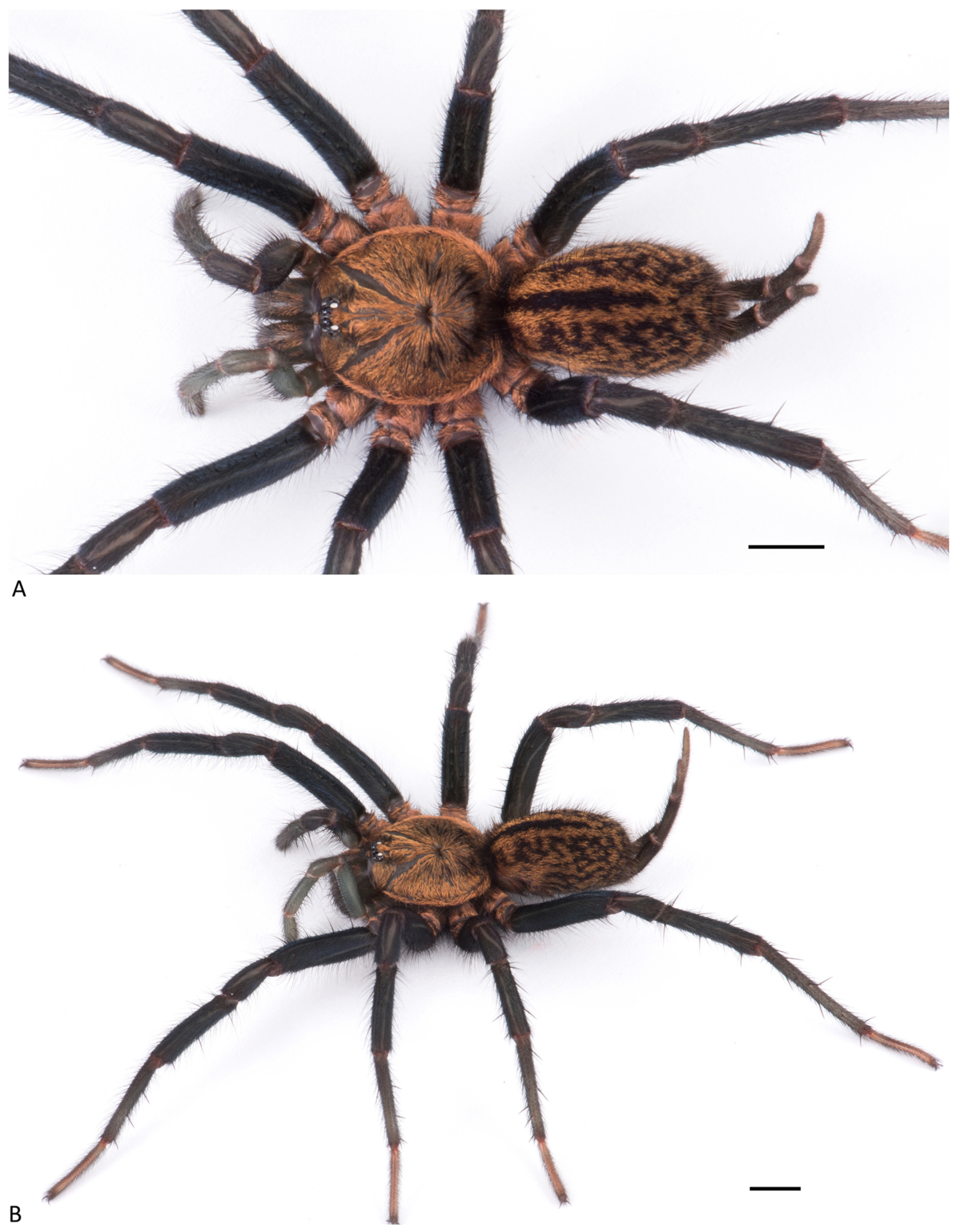 Arthropoda 01 00010 g072 550