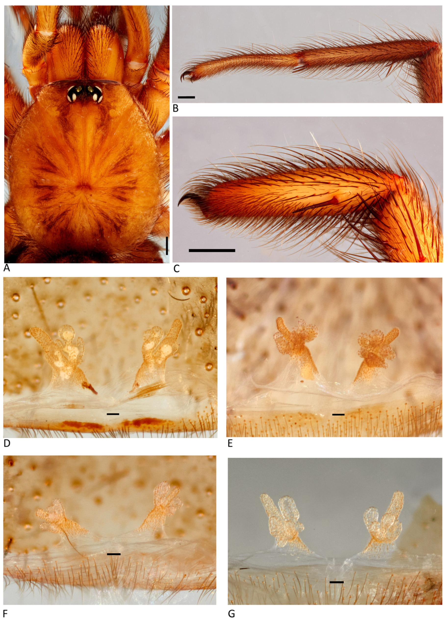 Arthropoda 01 00010 g073 550