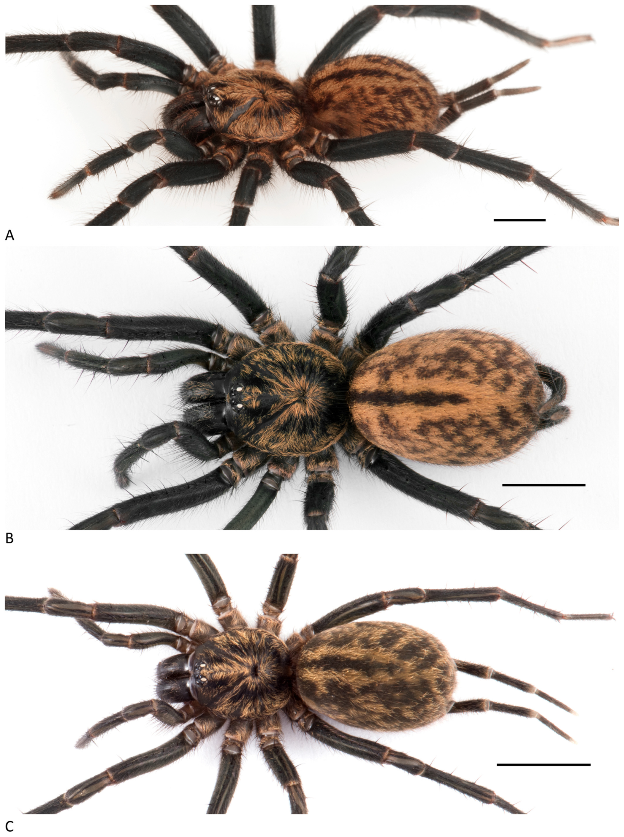 Arthropoda 01 00010 g074 550